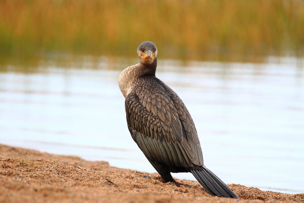 Valokuvaaja: Minna Kaan