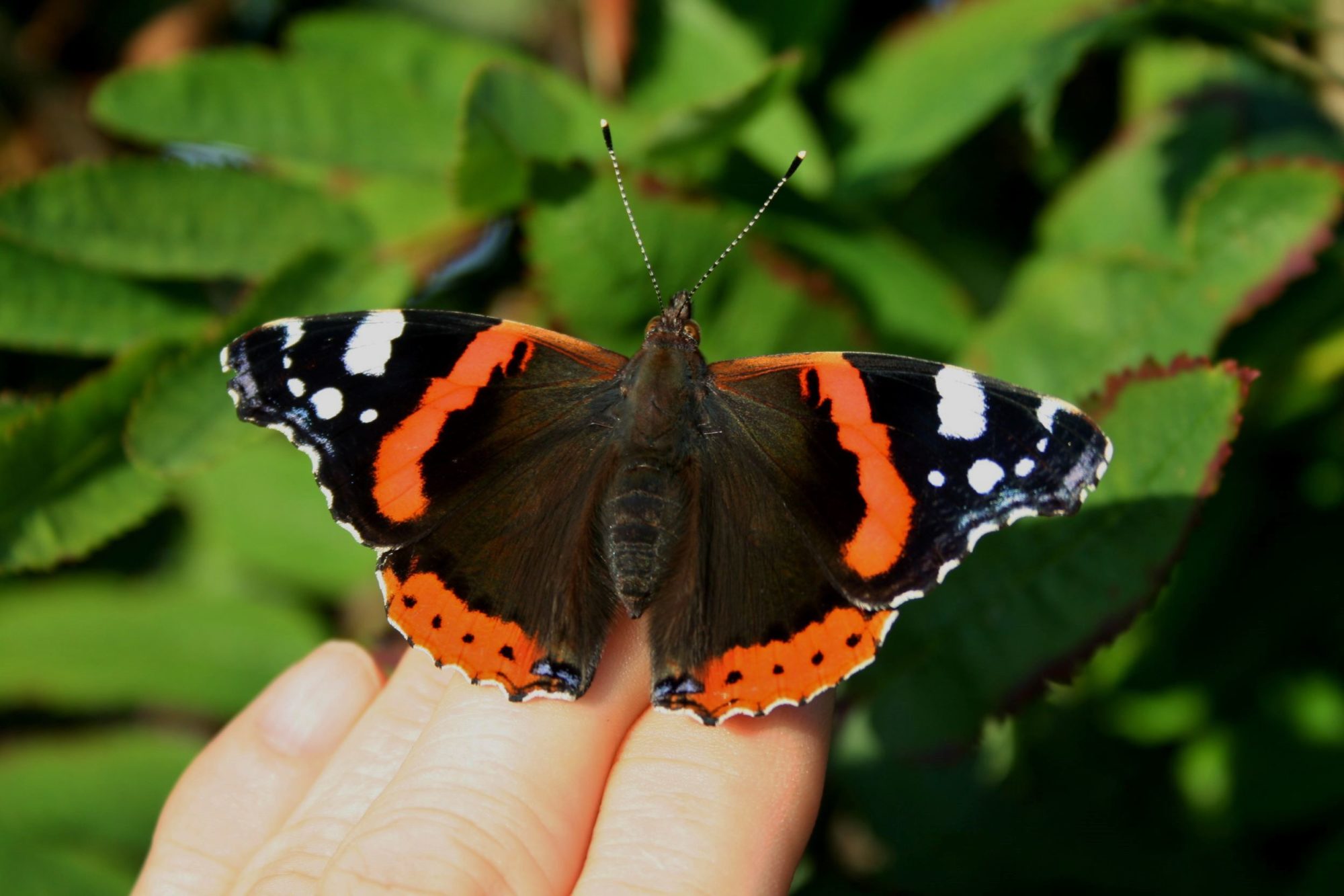 Valokuvaaja: Pirkko Siukonen