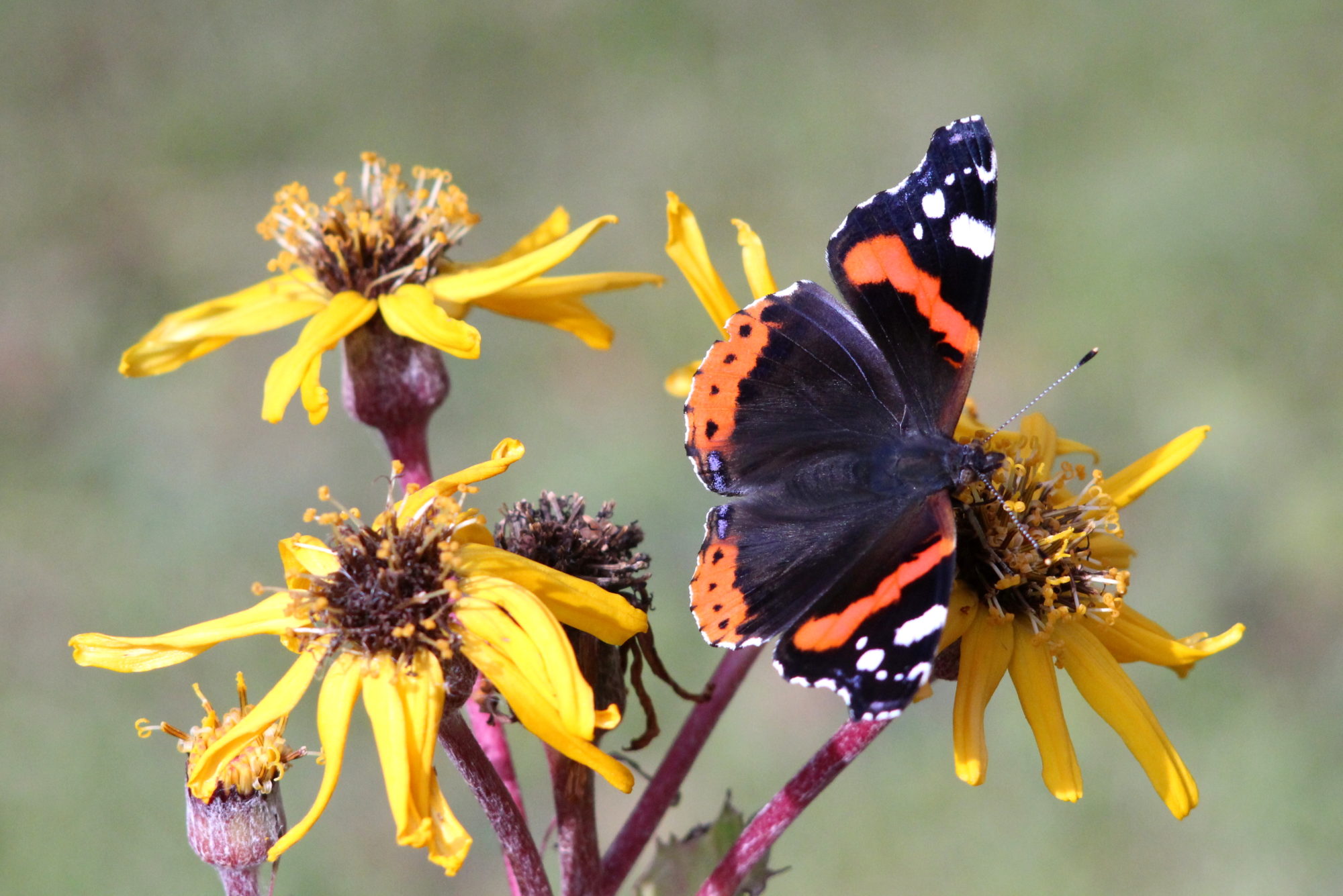 Valokuvaaja: Kalle Asikainen