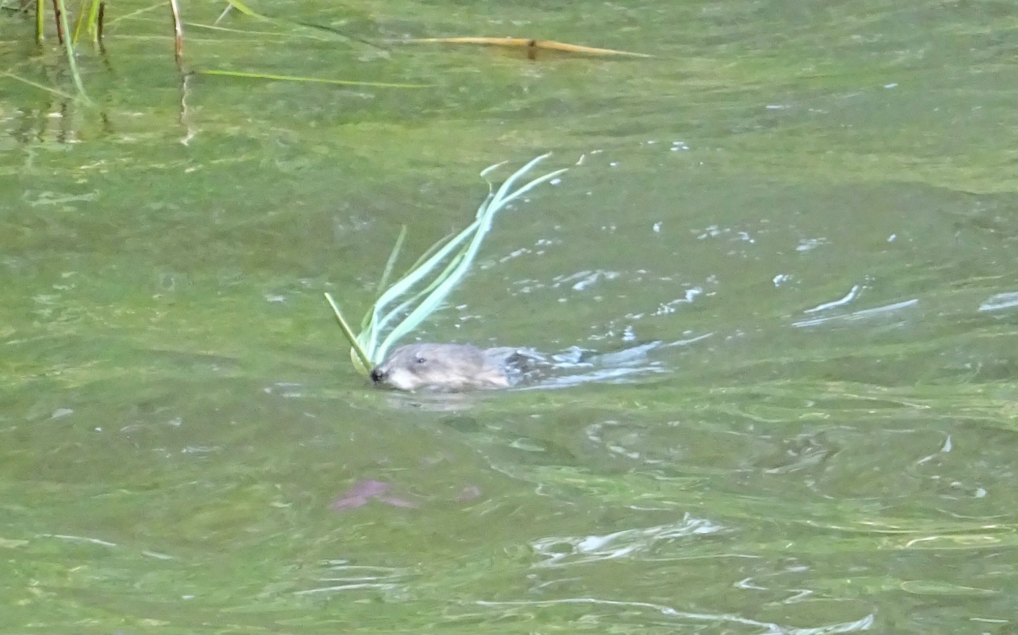 Valokuvaaja: Liisa Niiva-Korpela