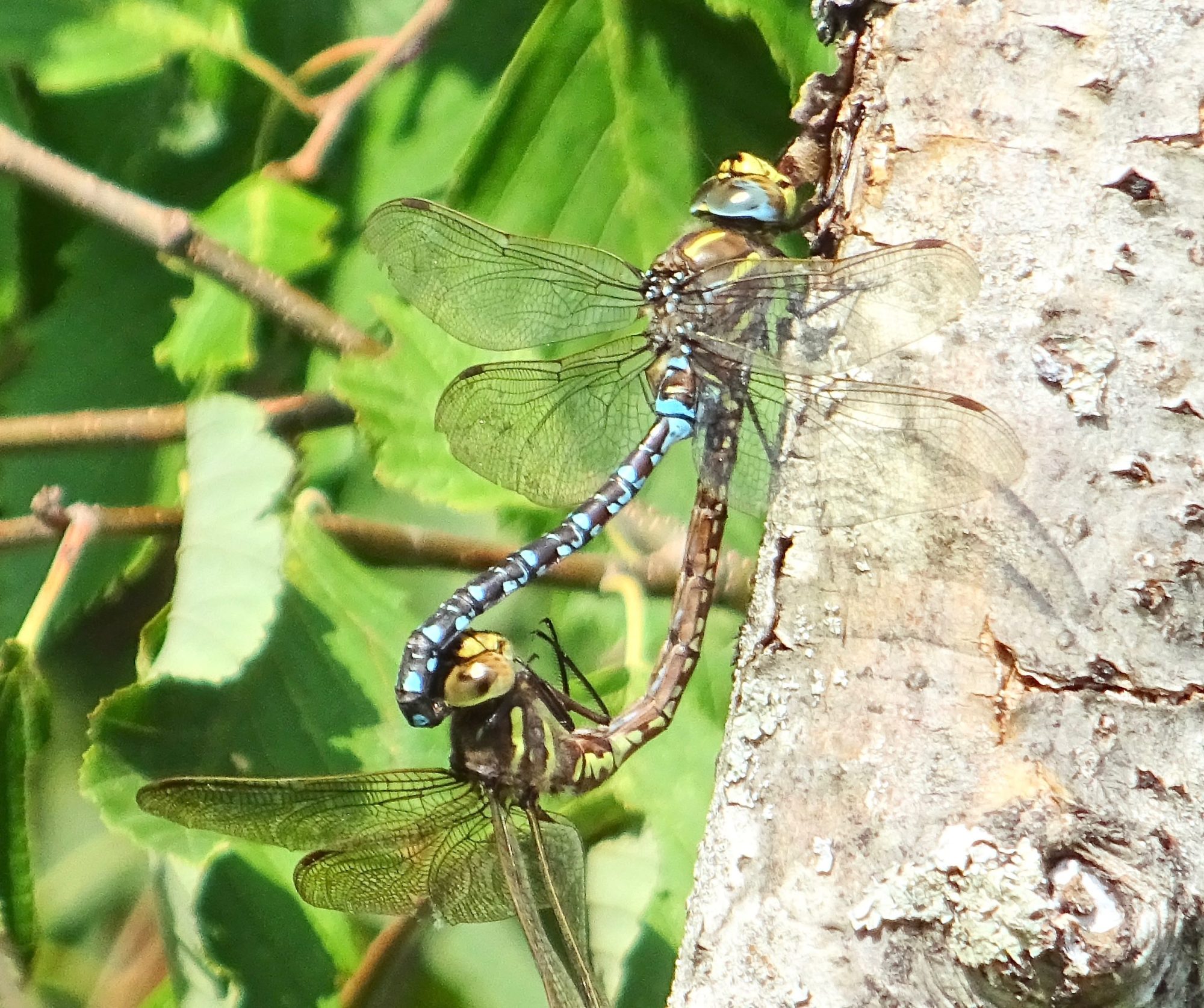 Valokuvaaja: Liisa Niiva-Korpela
