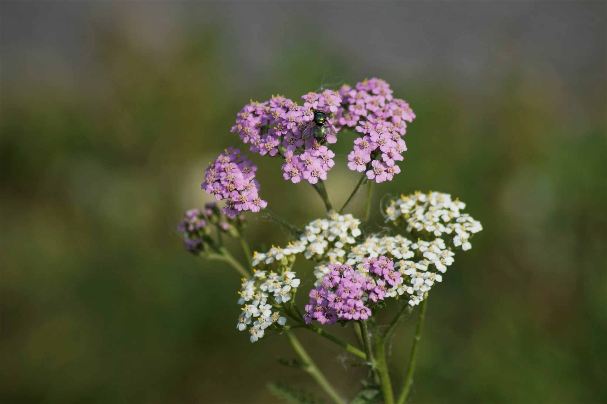 Valokuvaaja: Maarit Siitonen