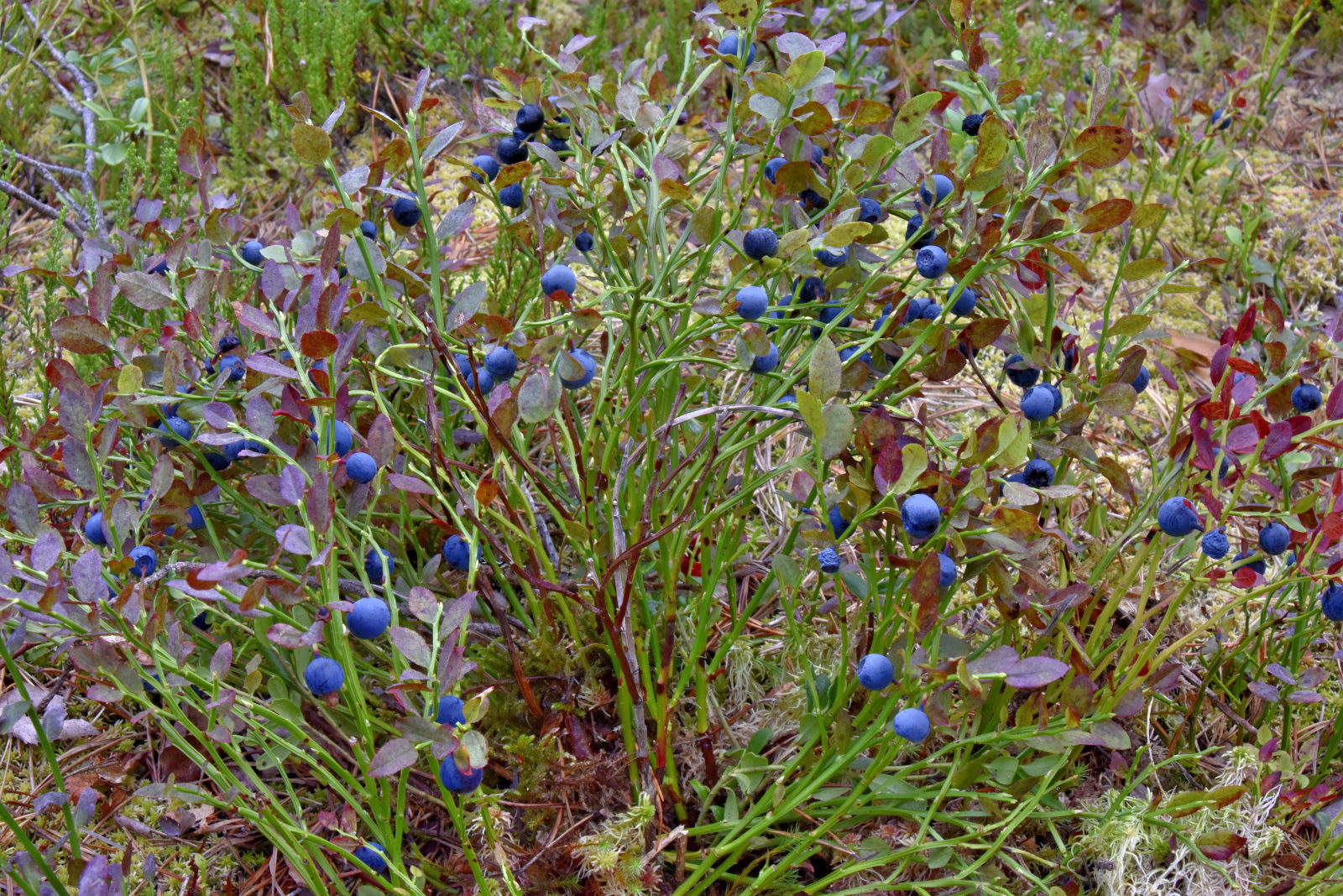 Valokuvaaja: Reijo Juurinen
