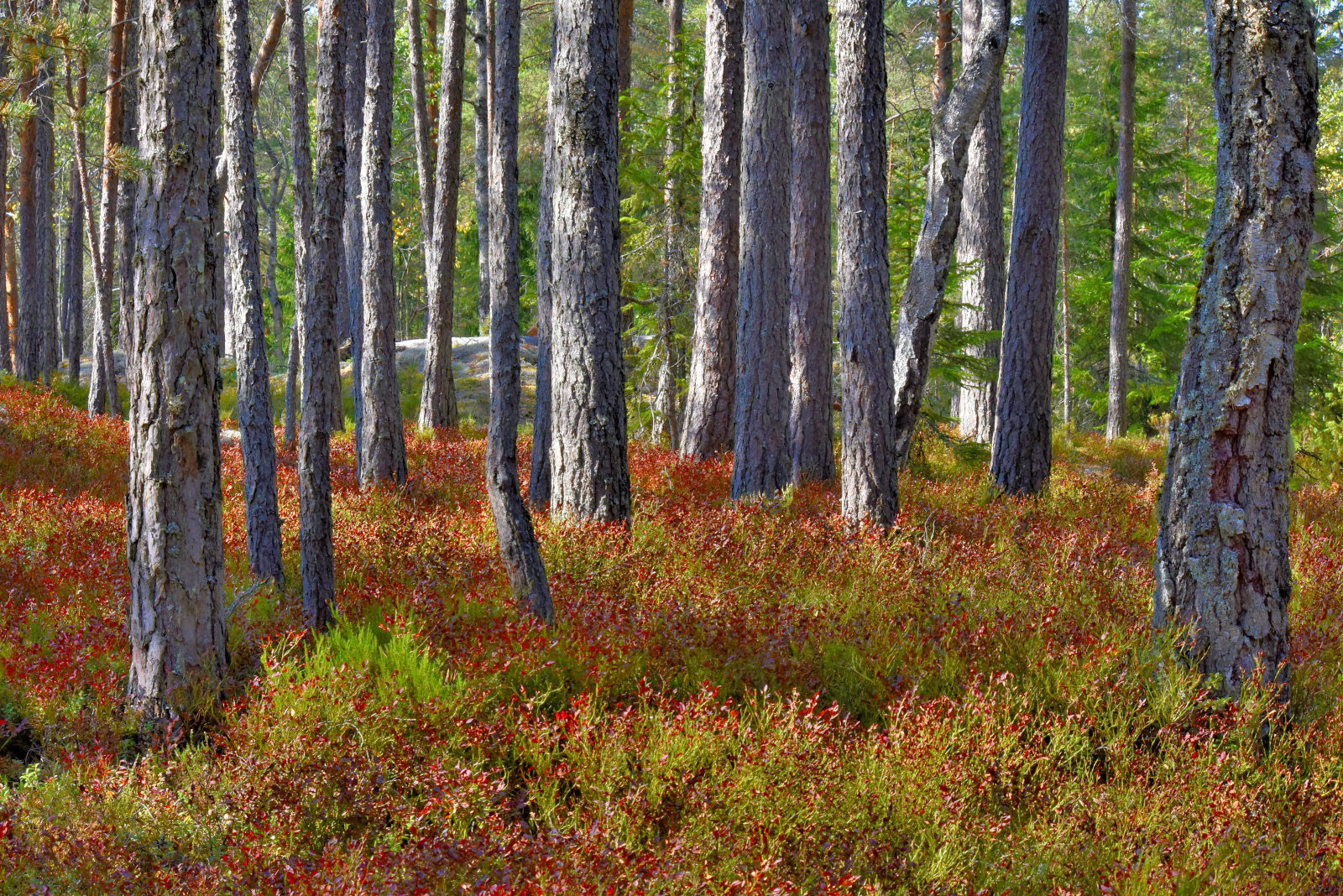 Valokuvaaja: Reijo Juurinen