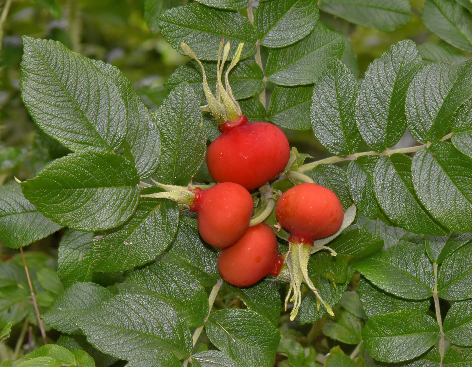 Valokuvaaja: Reijo Juurinen