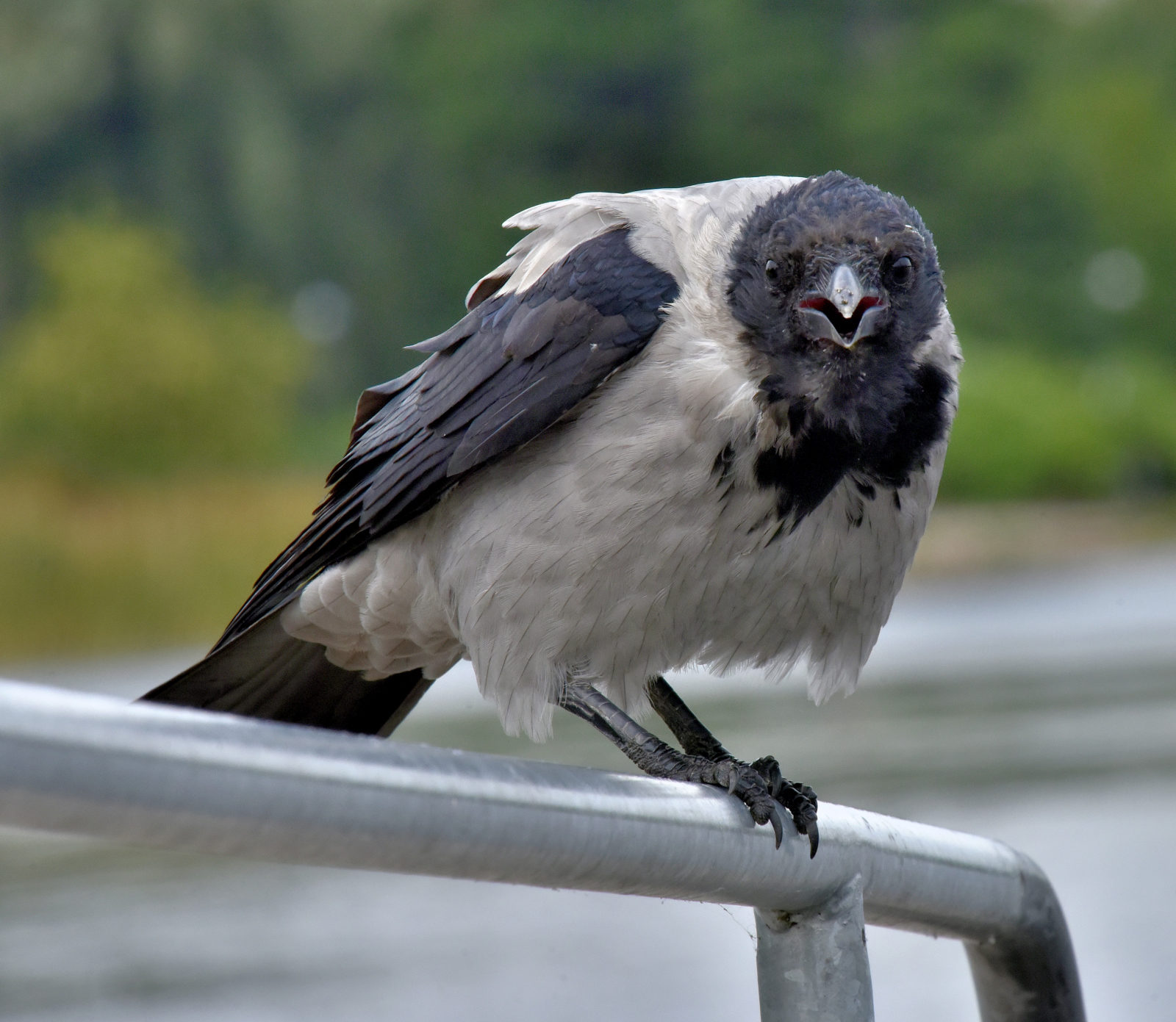 Valokuvaaja: Reijo Juurinen Valokuvaaja: Reijo Juurinen
