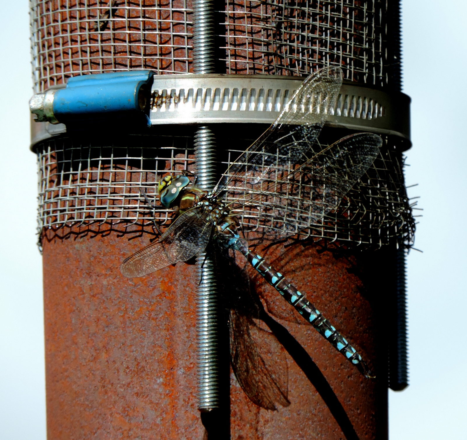 Valokuvaaja: Helena Sytelä Valokuvaaja: Helena Sytelä