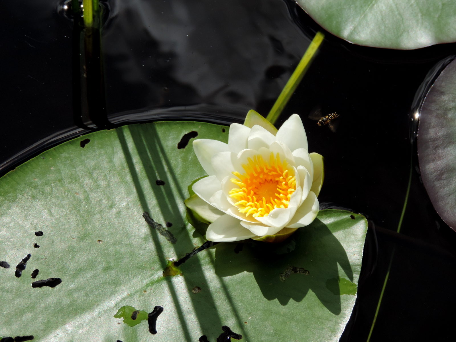 Valokuvaaja: Helena Sytelä