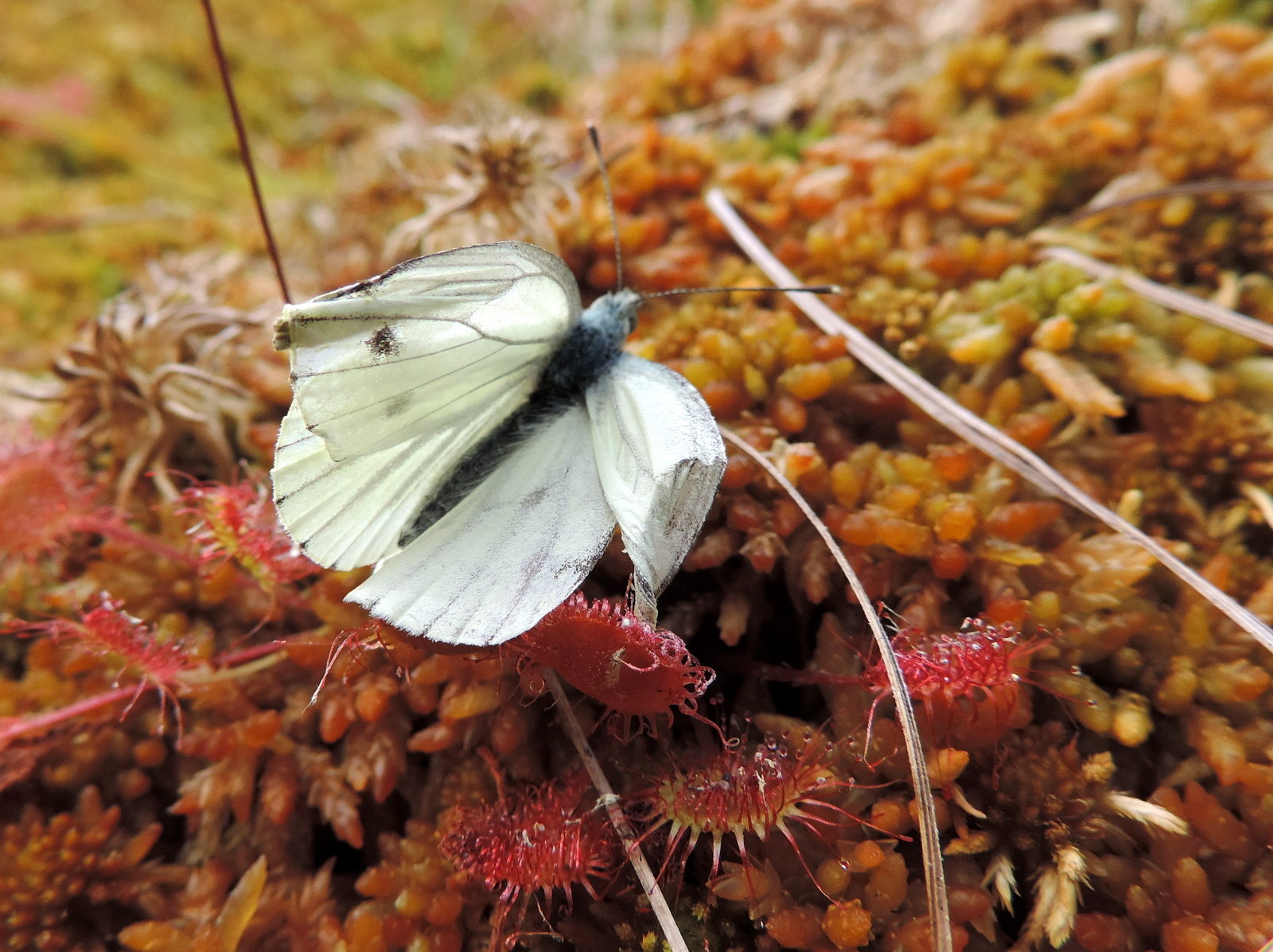 Valokuvaaja: Helena Sytelä Valokuvaaja: Helena Sytelä