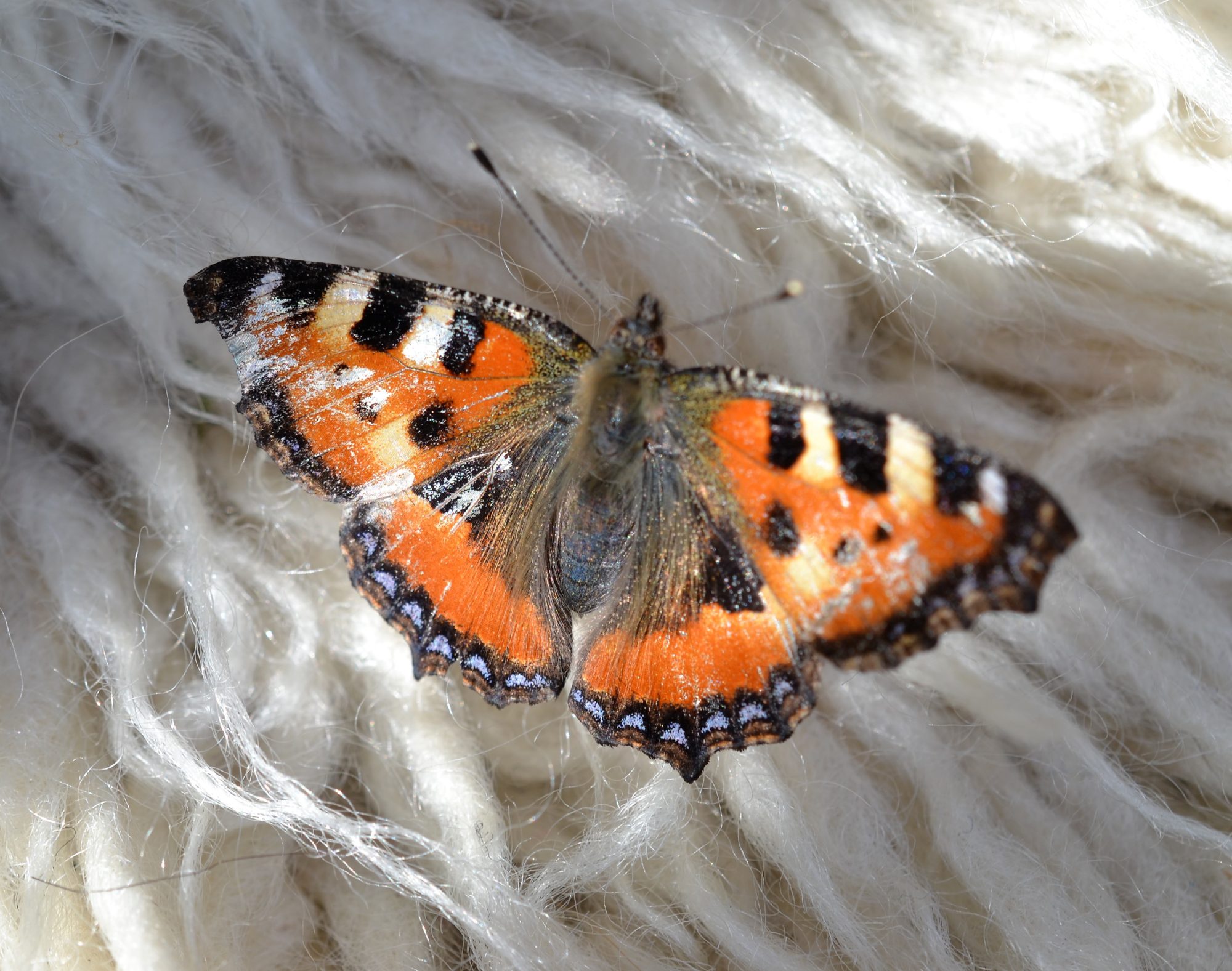 Valokuvaaja: satu välimaa