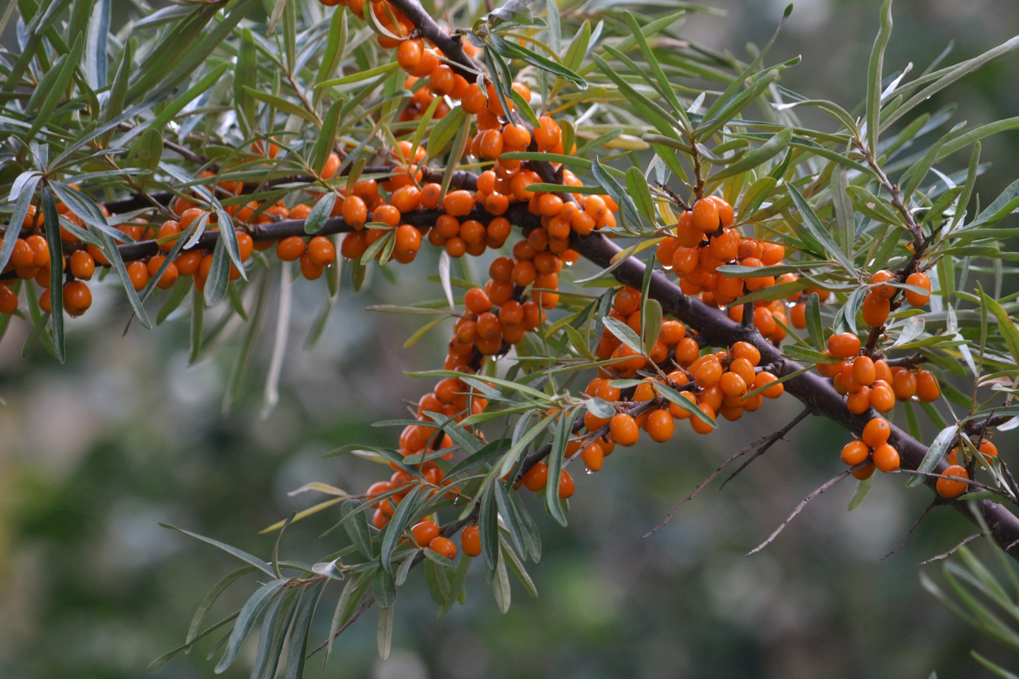 Valokuvaaja: satu välimaa