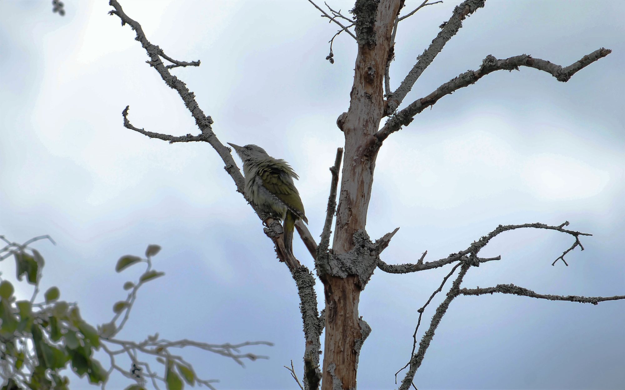 Valokuvaaja: satu välimaa