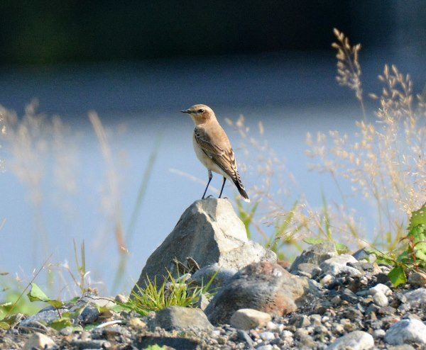 Valokuvaaja: Arja Koffert