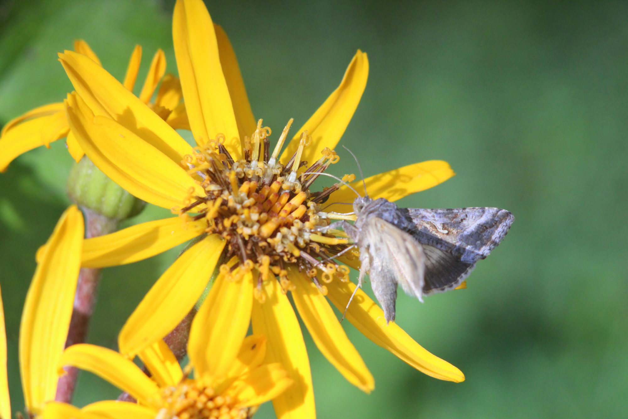 Valokuvaaja: Kaarlo Asikainen
