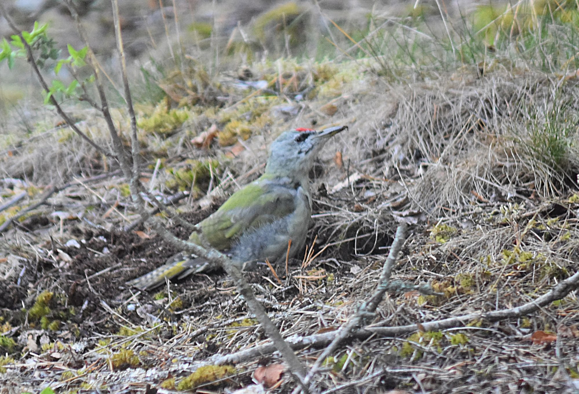 Valokuvaaja: Kati Wink