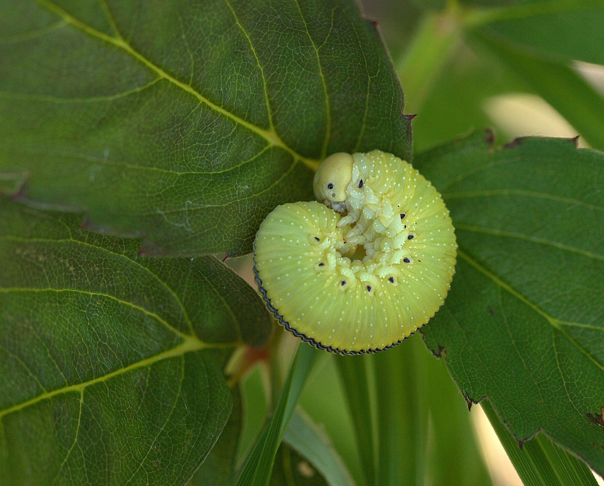 Valokuvaaja: sirpa jyske