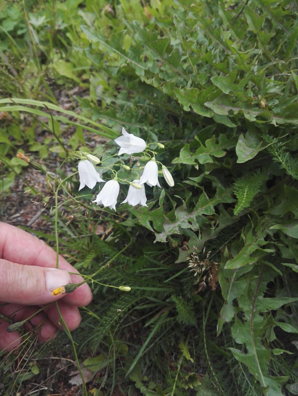Valokuvaaja: Matti Syrjäläinen