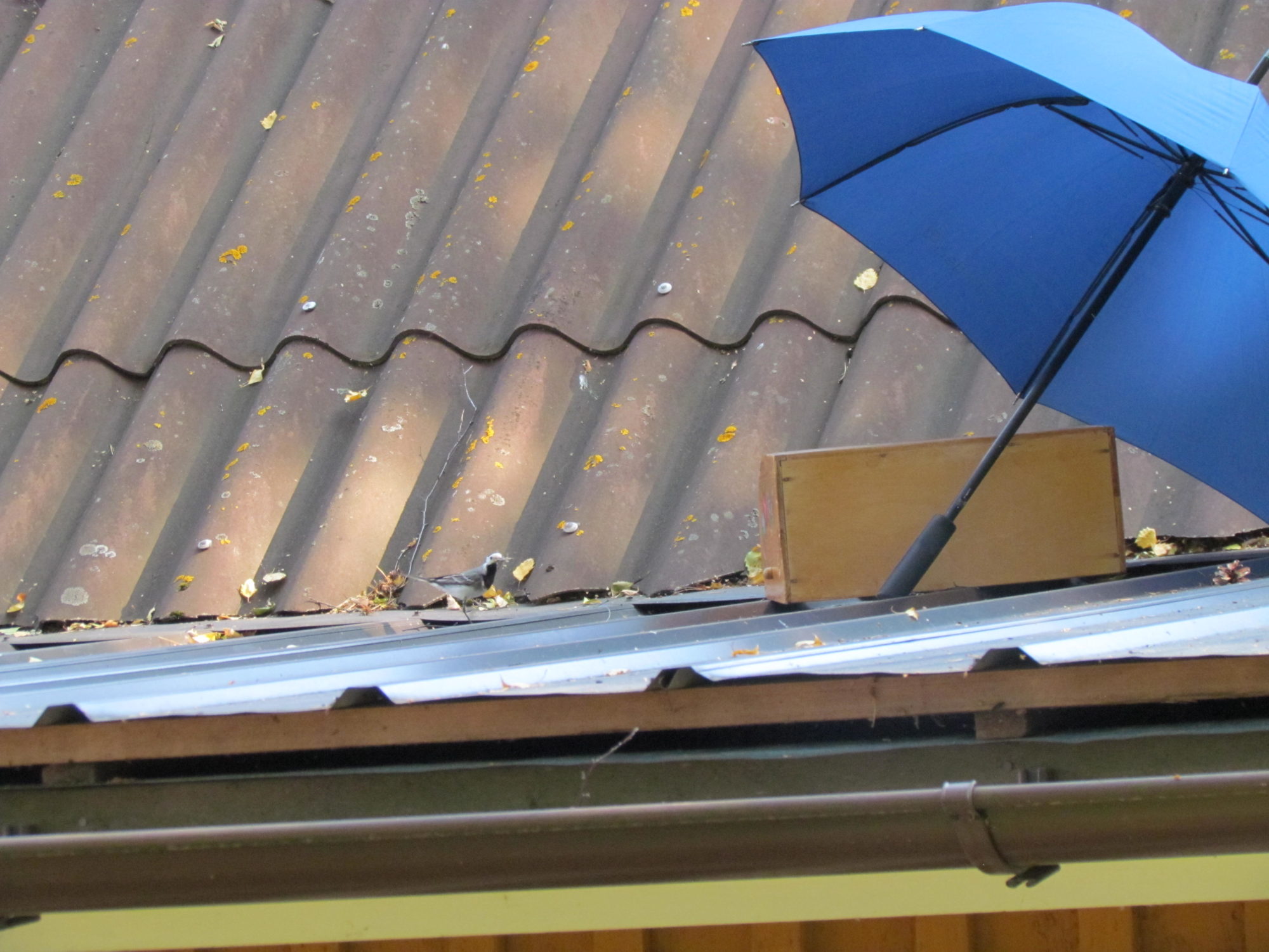 Valokuvaaja: IRMELI SINISALO