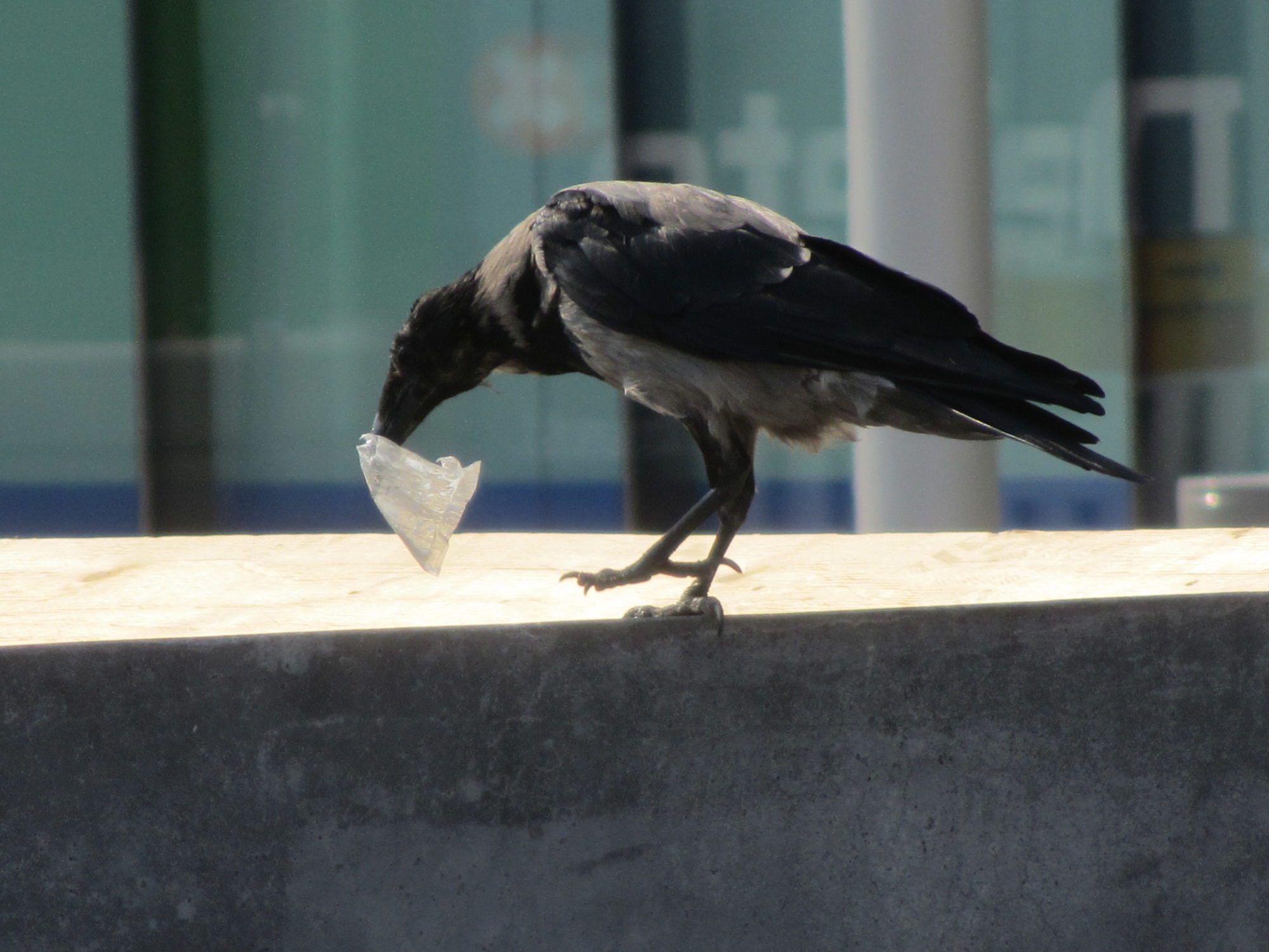 Valokuvaaja: Risto Kangassalo