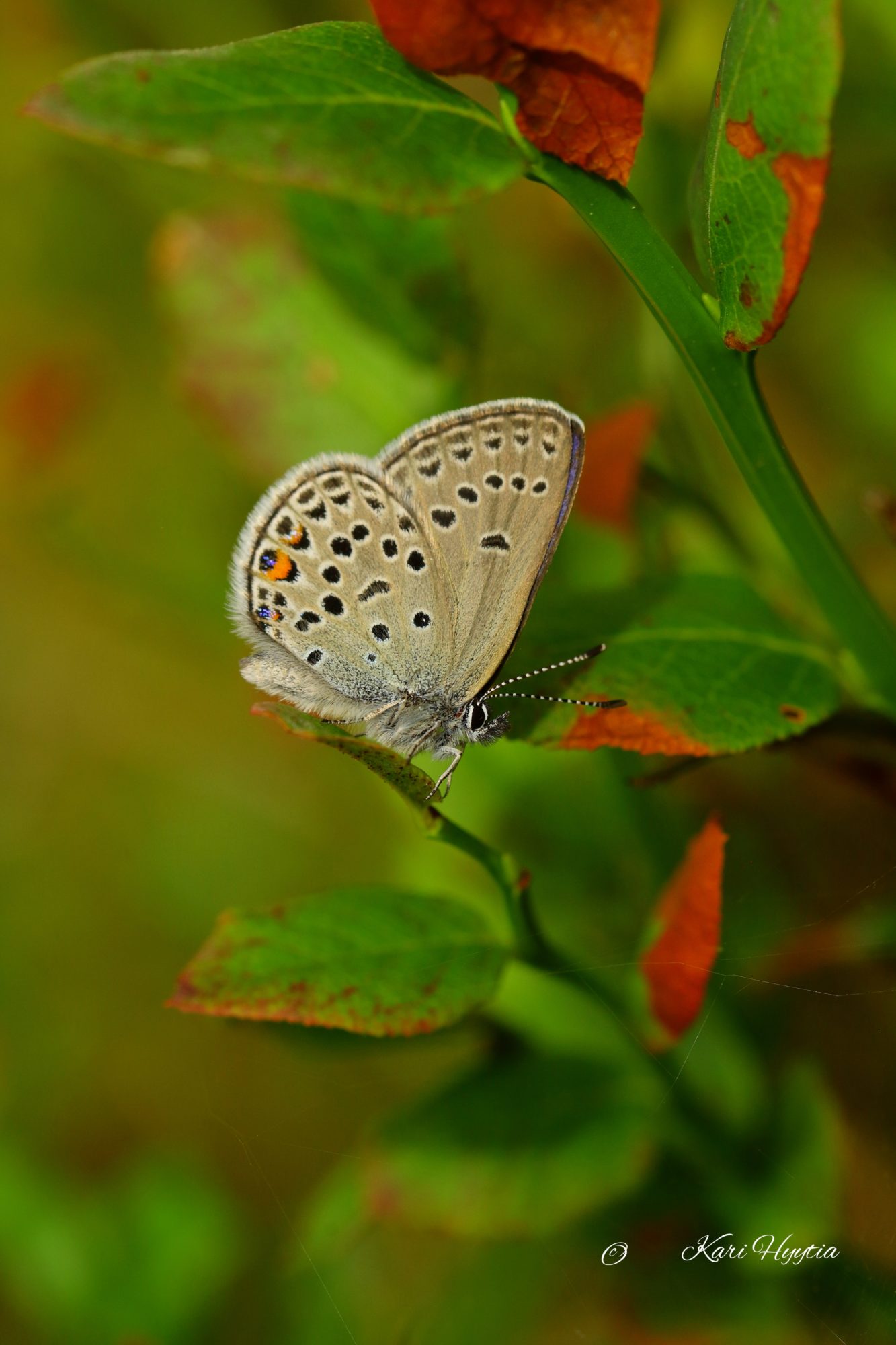 Valokuvaaja: Kari Hyytiä Valokuvaaja: Kari Hyytiä