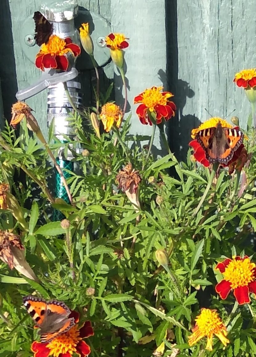 Valokuvaaja: Katja Toivanen