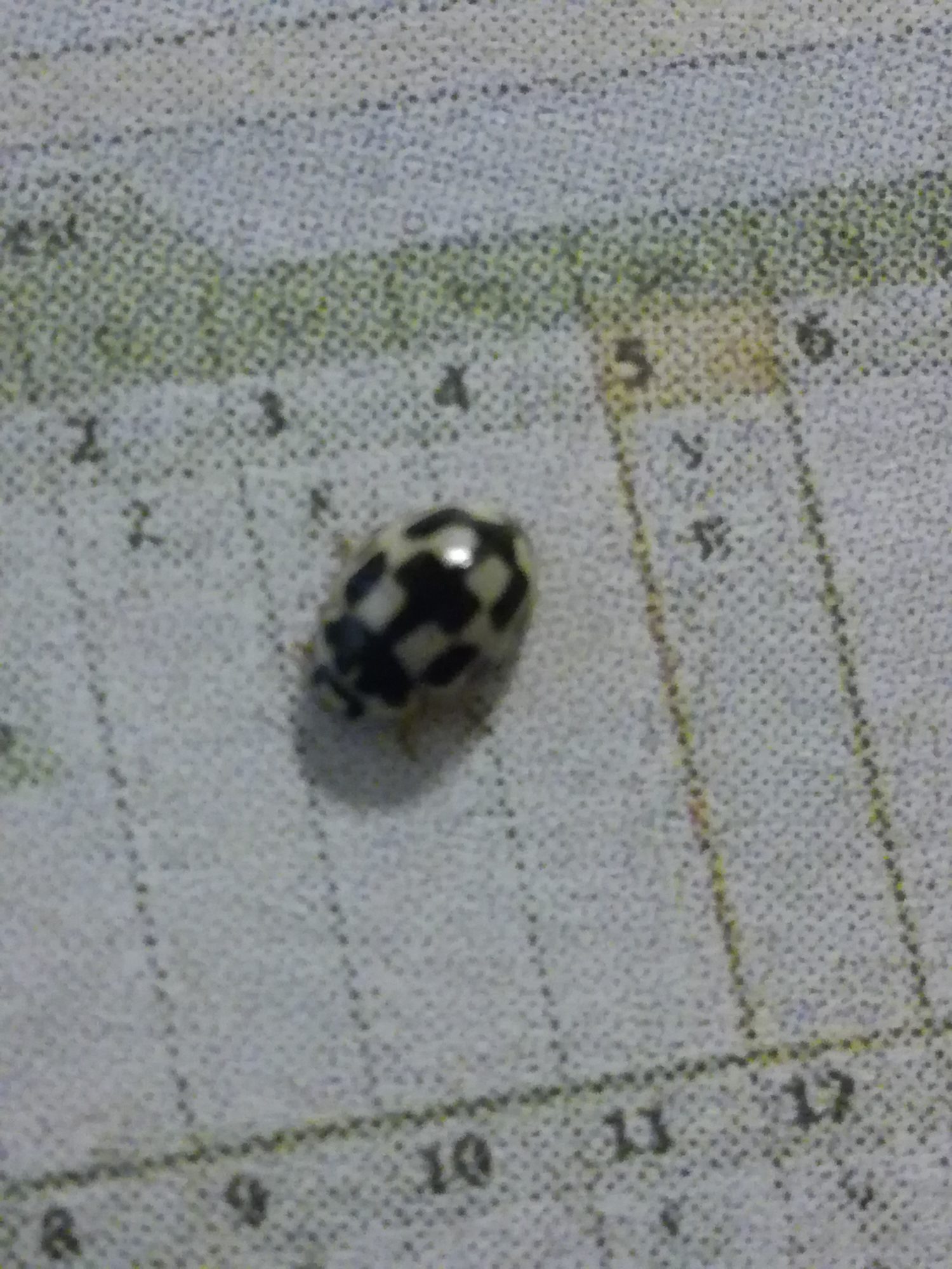 Valokuvaaja: Erja Sirkeinen