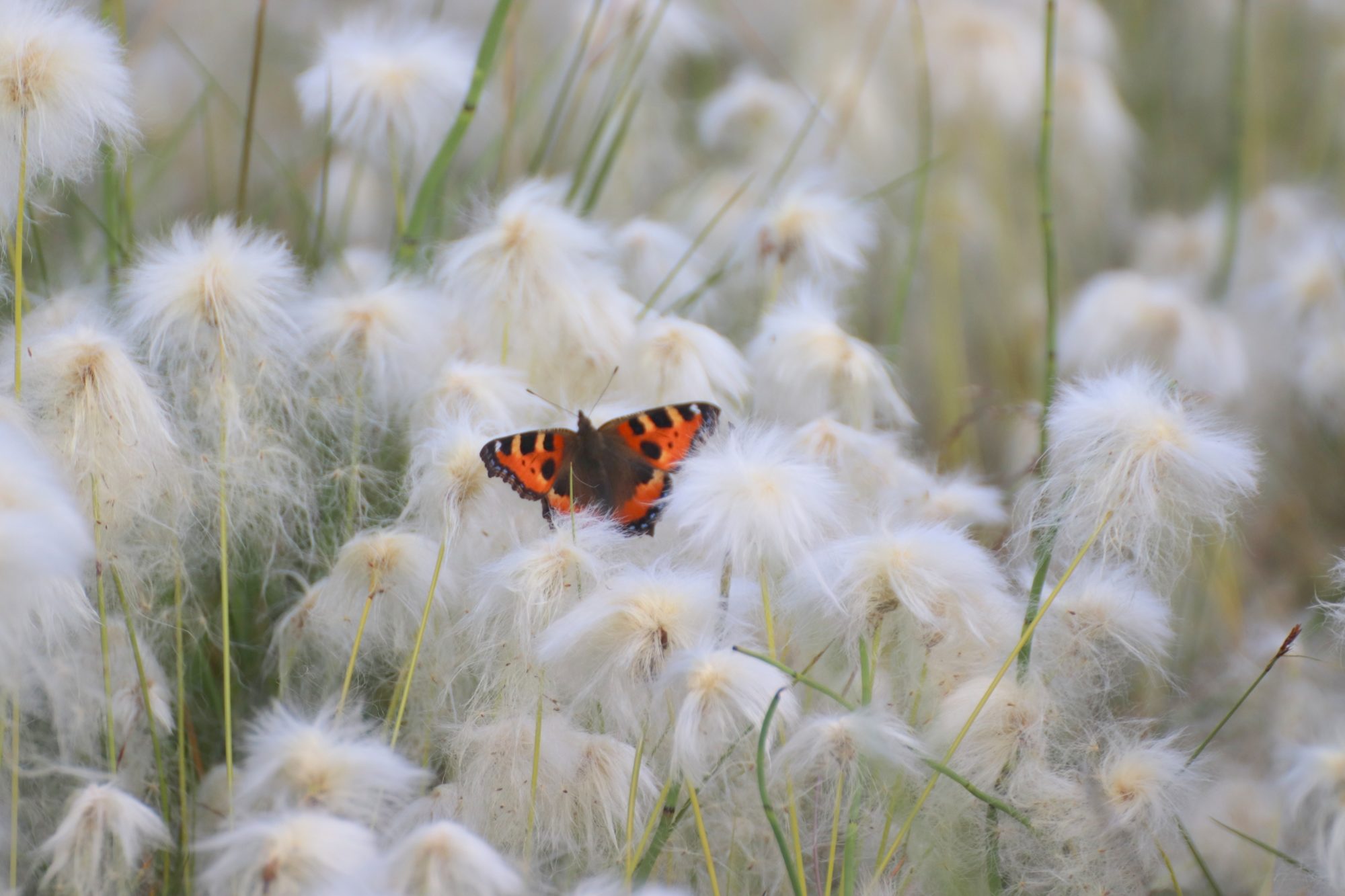 Valokuvaaja: Irja Lehtinen