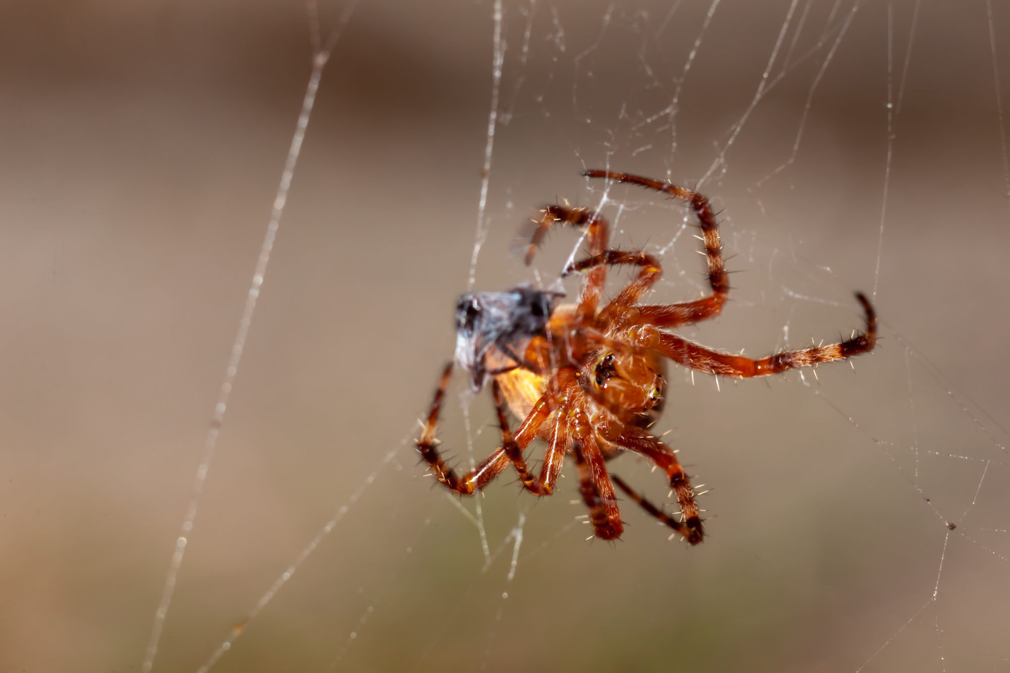 Valokuvaaja: Jarno Mäenpää