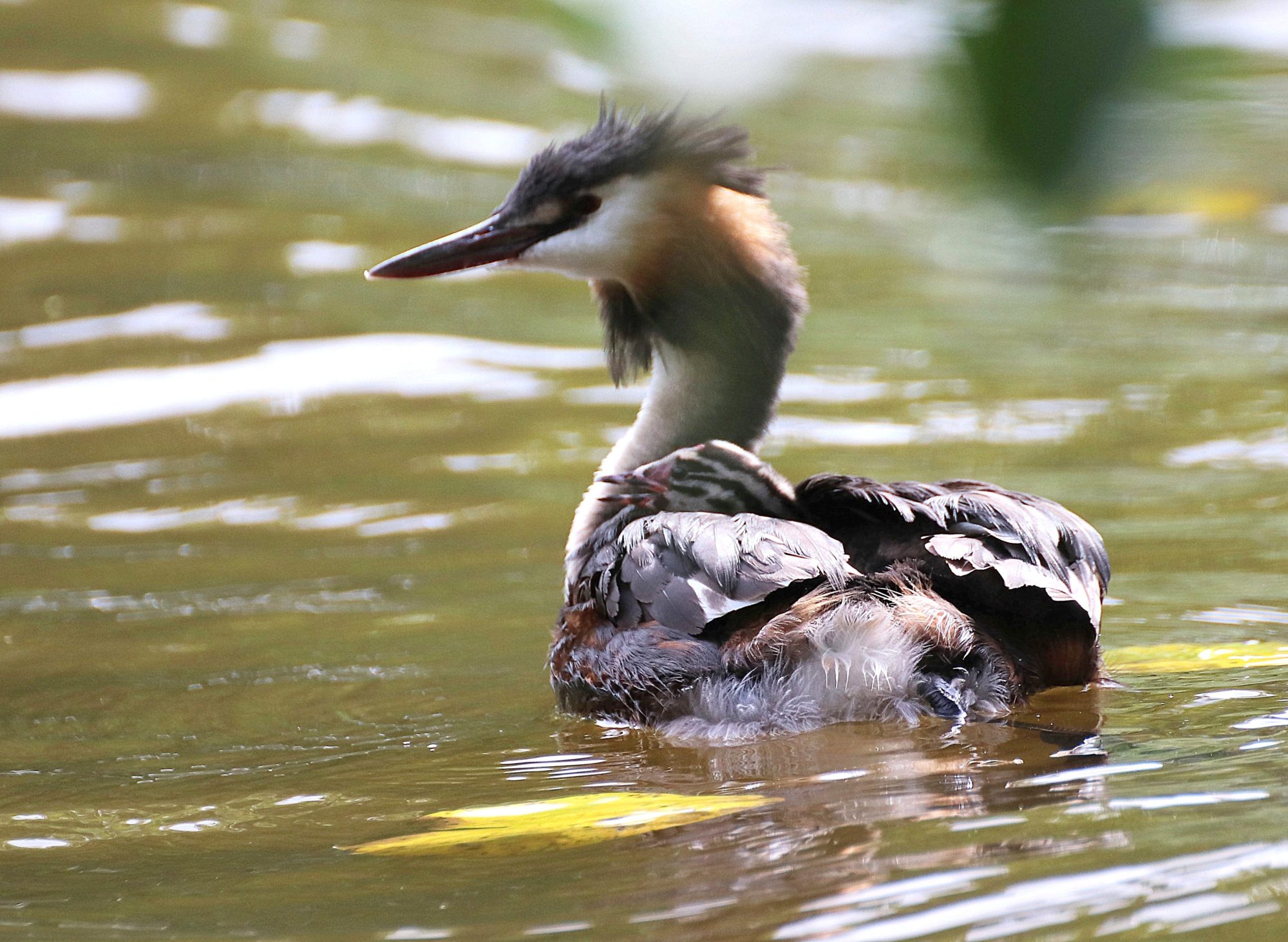 Valokuvaaja: Irja Lehtinen Valokuvaaja: Irja Lehtinen