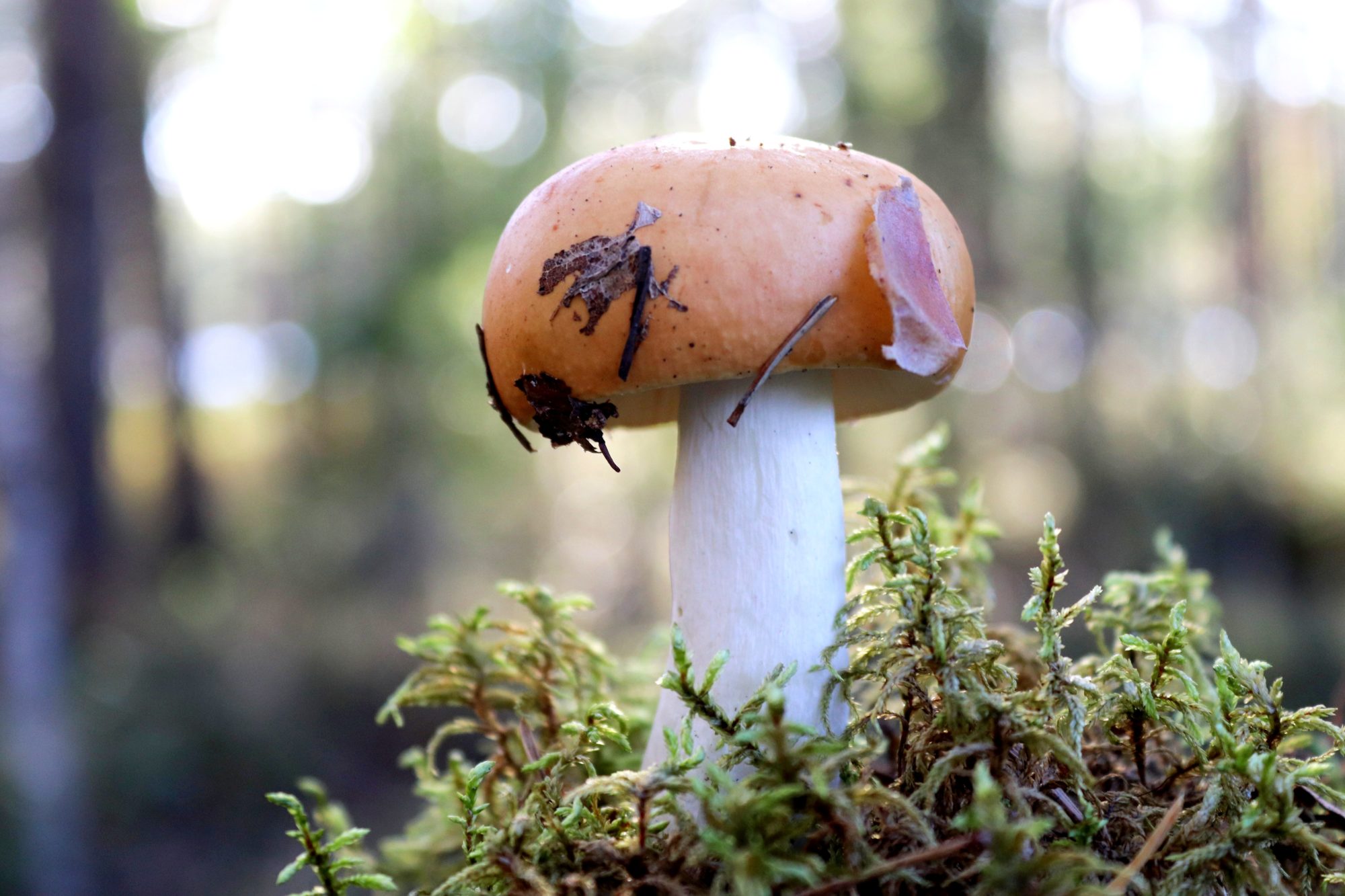 Valokuvaaja: Irja Lehtinen