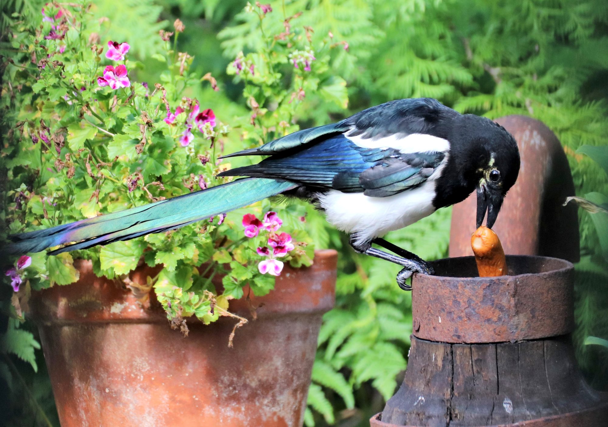 Valokuvaaja: Irja Lehtinen