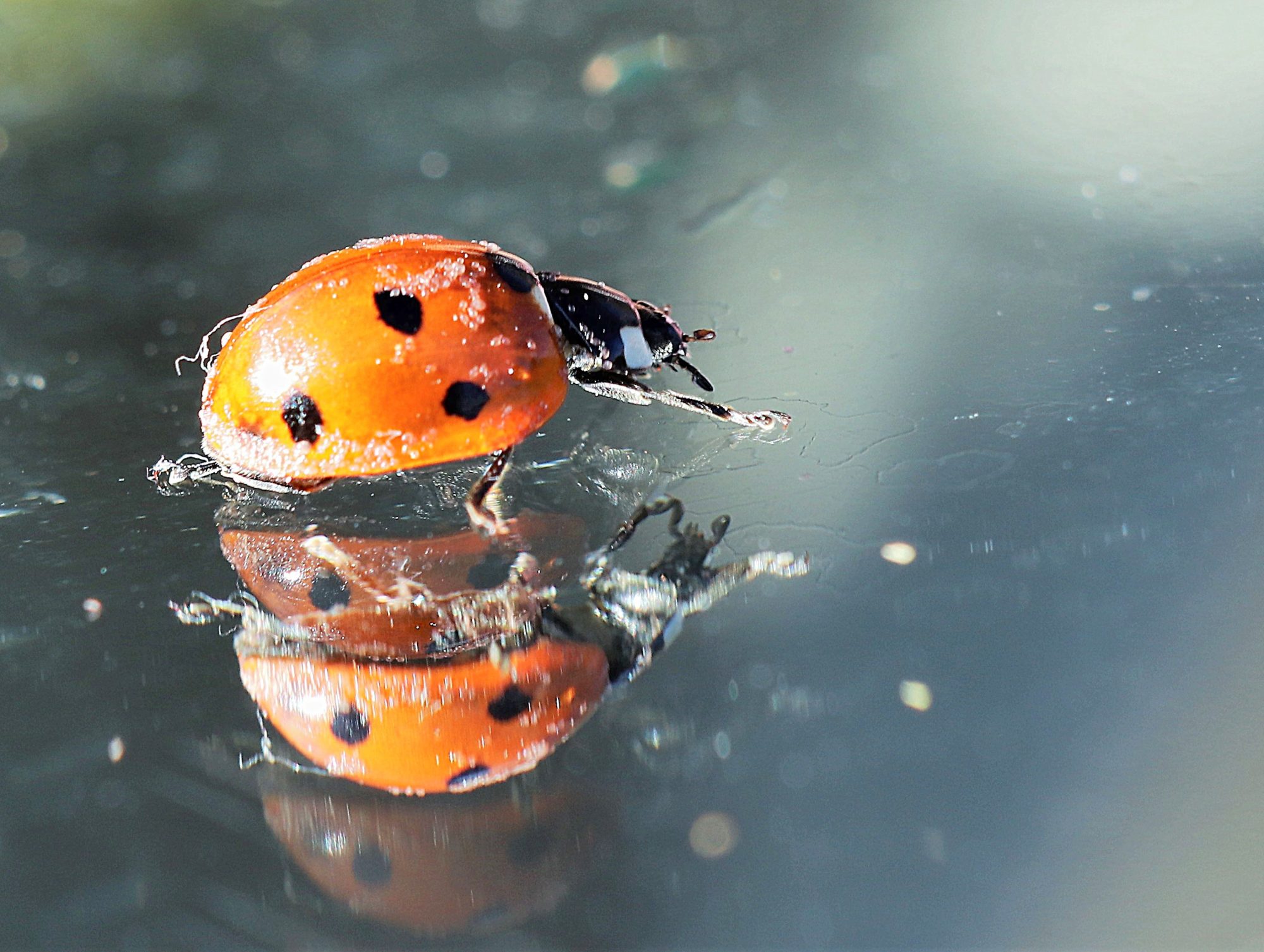 Valokuvaaja: Irja Lehtinen