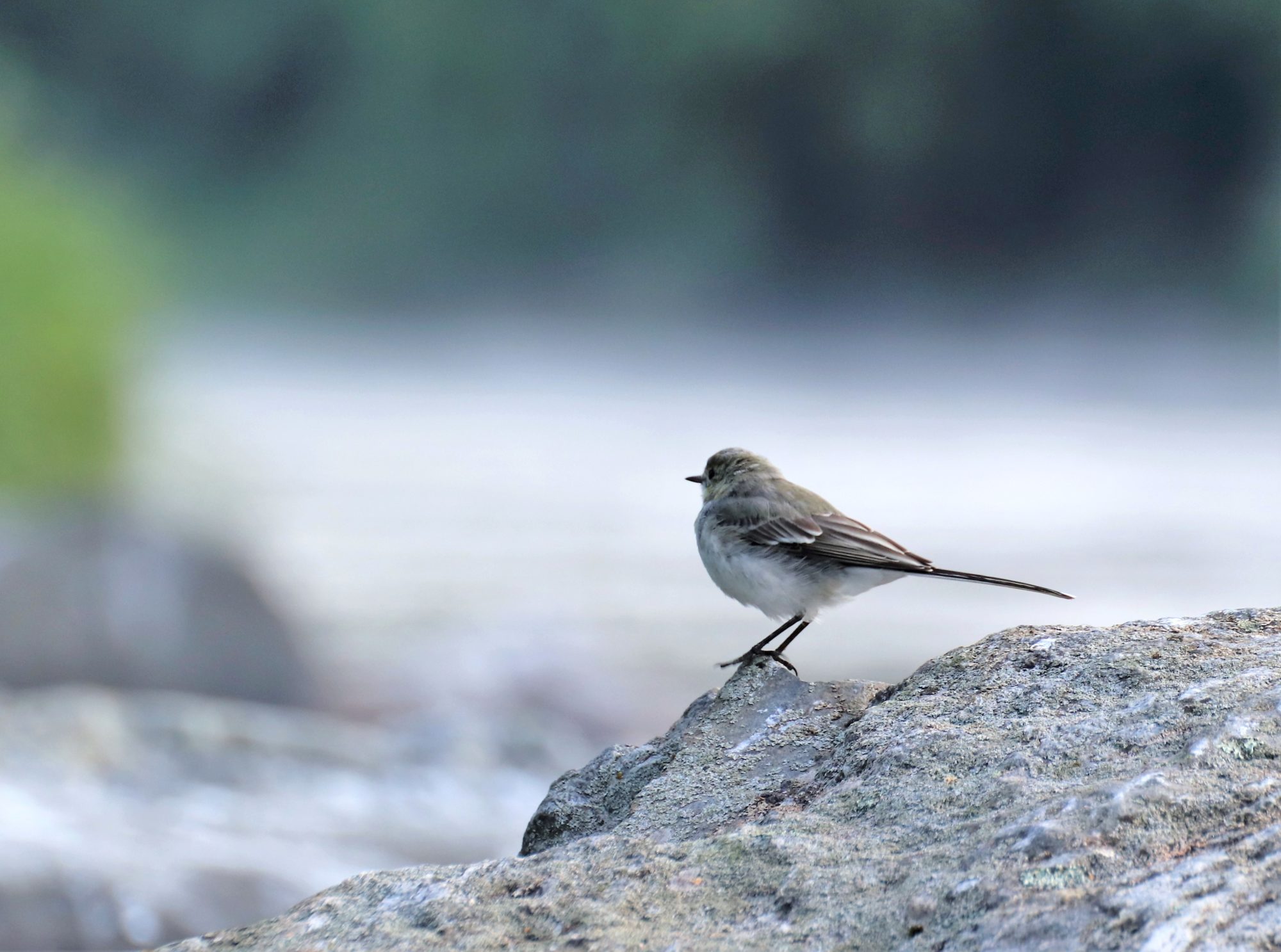 Valokuvaaja: Irja Lehtinen Valokuvaaja: Irja Lehtinen