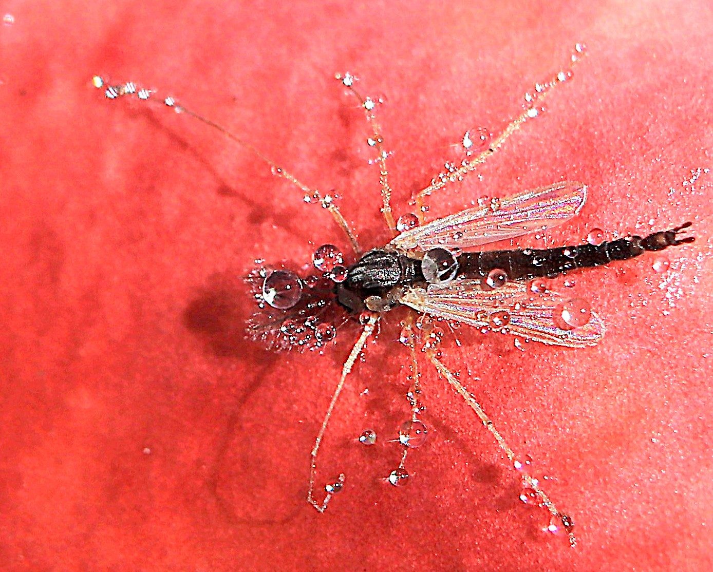 Valokuvaaja: Irja Lehtinen