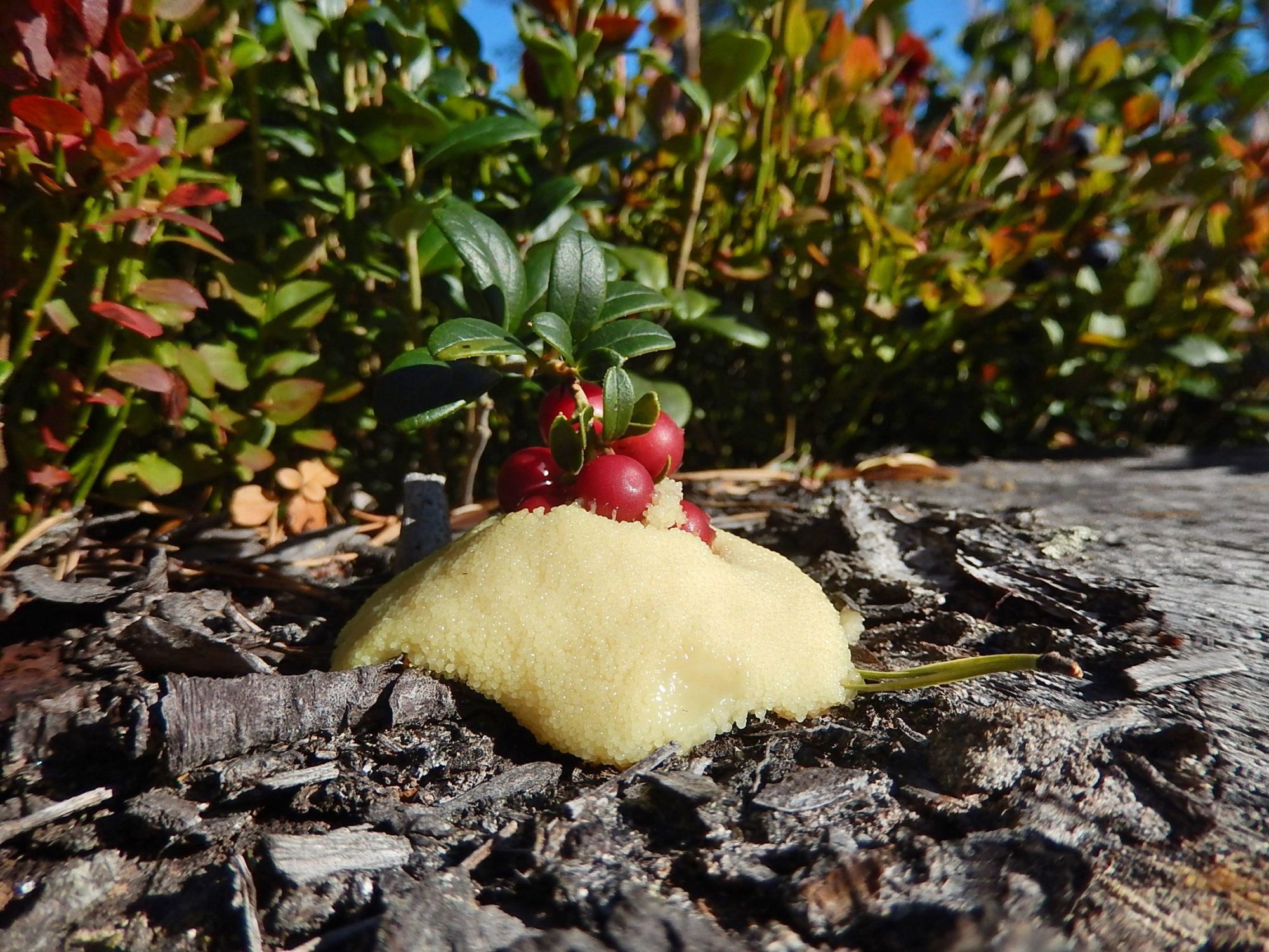 Valokuvaaja: Pirkko Siukonen