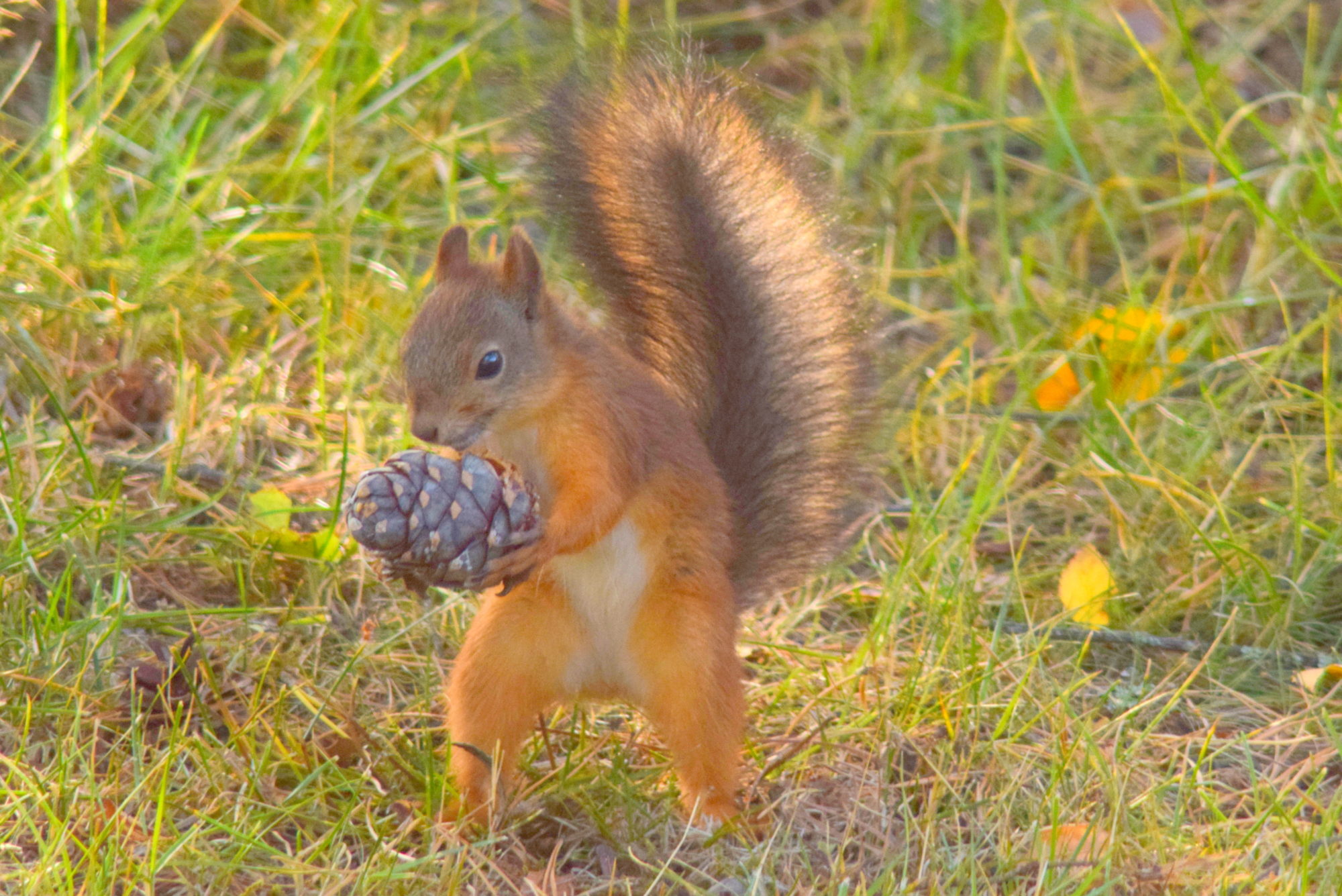 Valokuvaaja: Kaarlo Asikainen