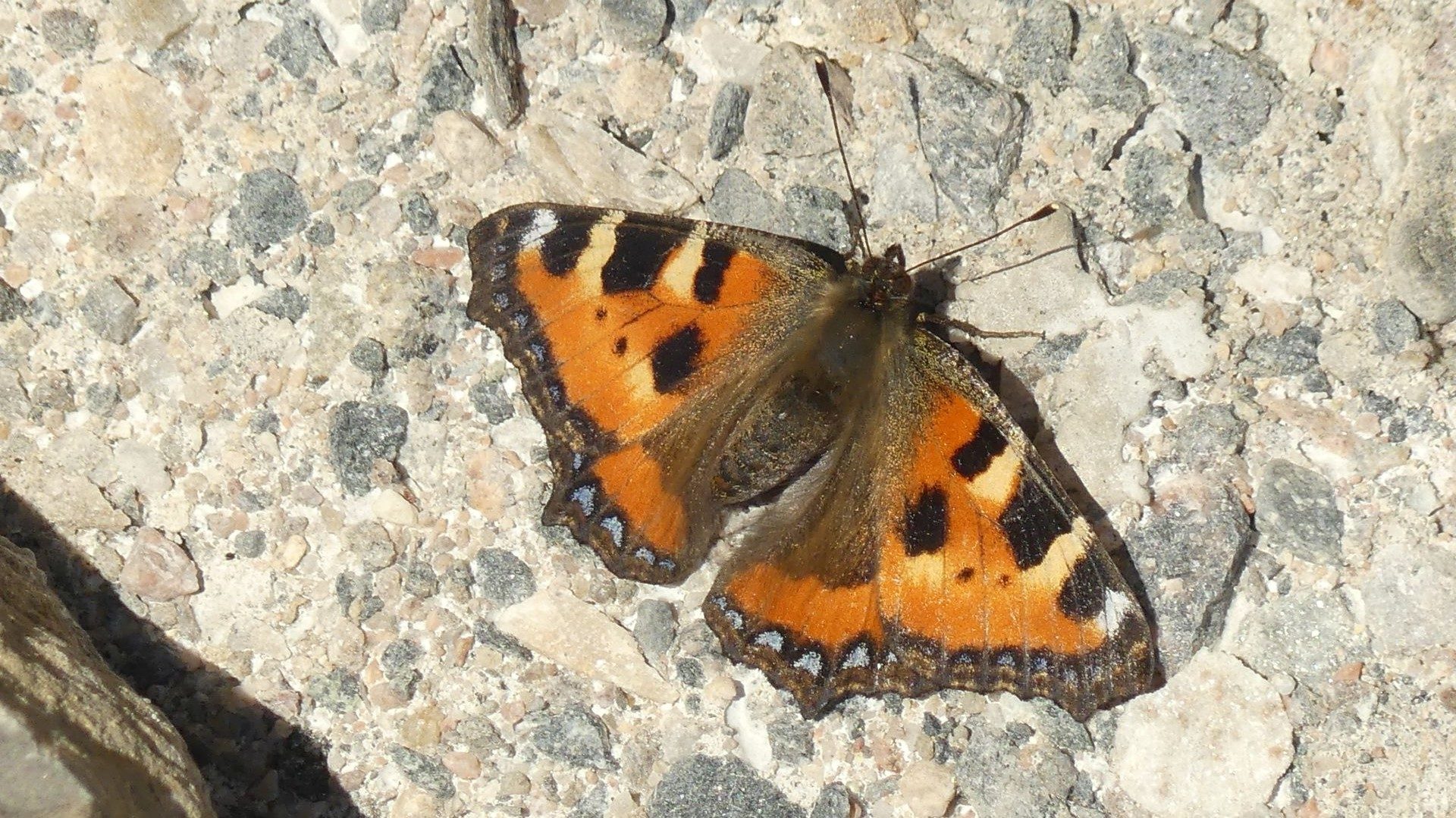 Valokuvaaja: Valtonen Martti