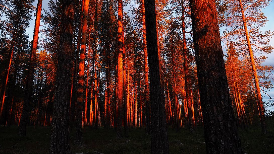 Valokuvaaja: Arja Valtonen