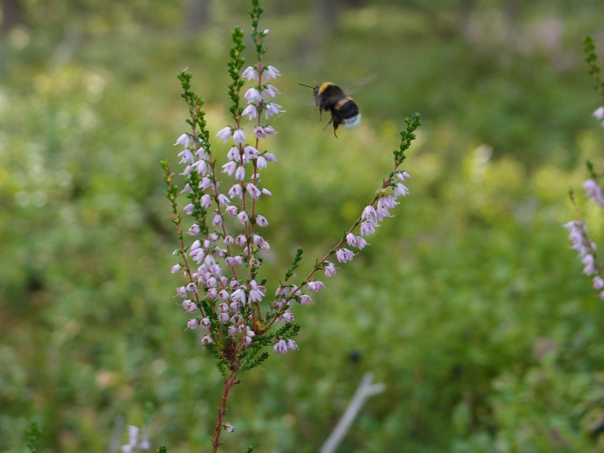 Valokuvaaja: Risto Kangassalo