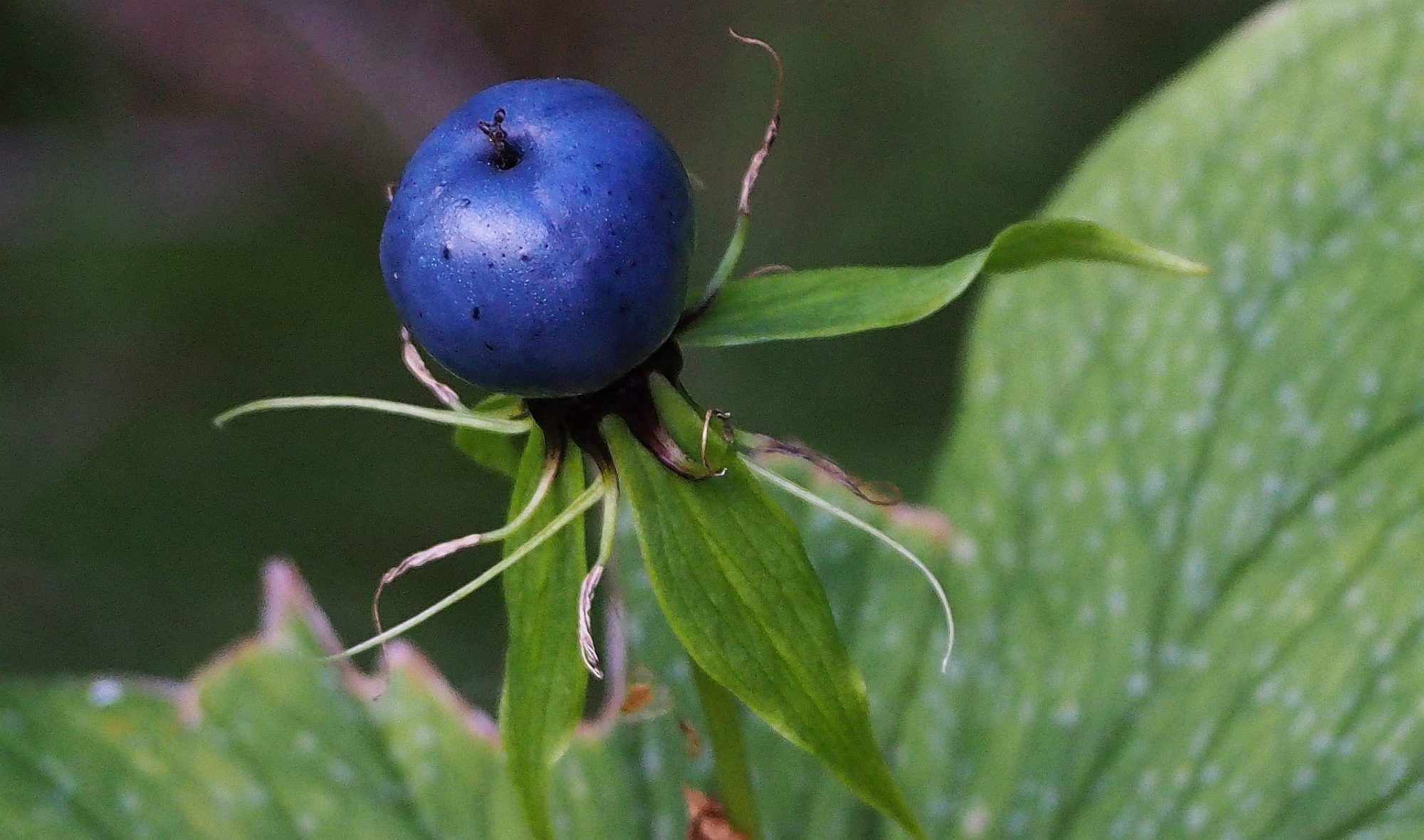 Valokuvaaja: Arja Valtonen Valokuvaaja: Arja Valtonen