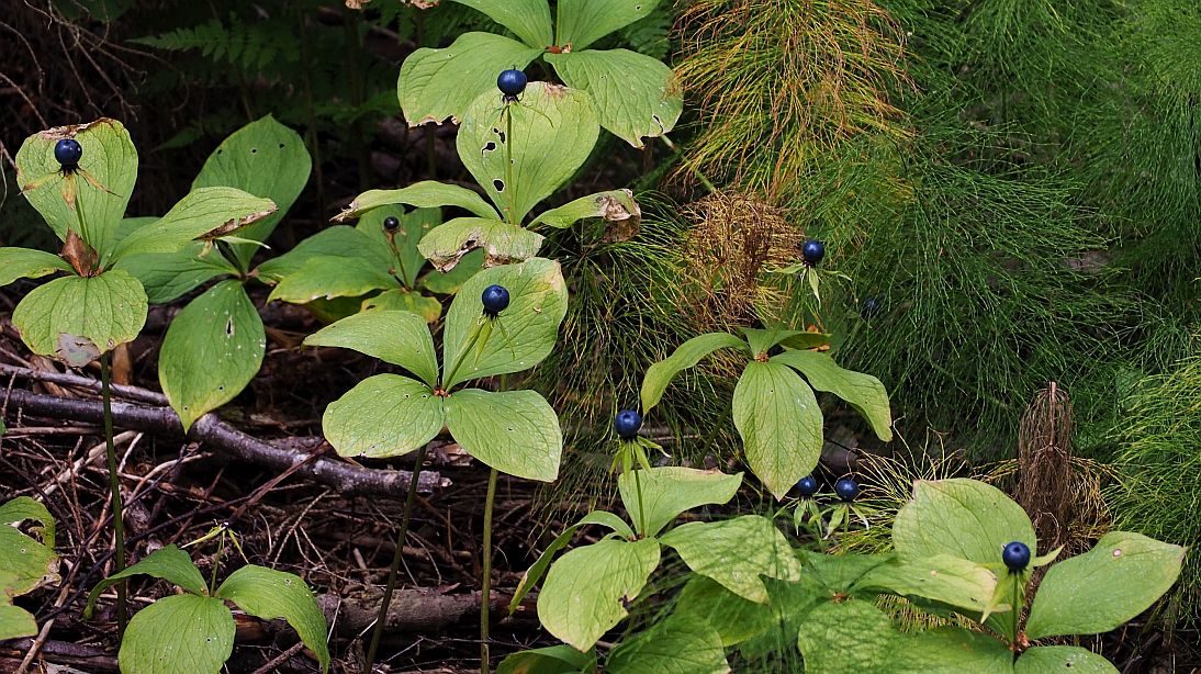 Valokuvaaja: Arja Valtonen Valokuvaaja: Arja Valtonen