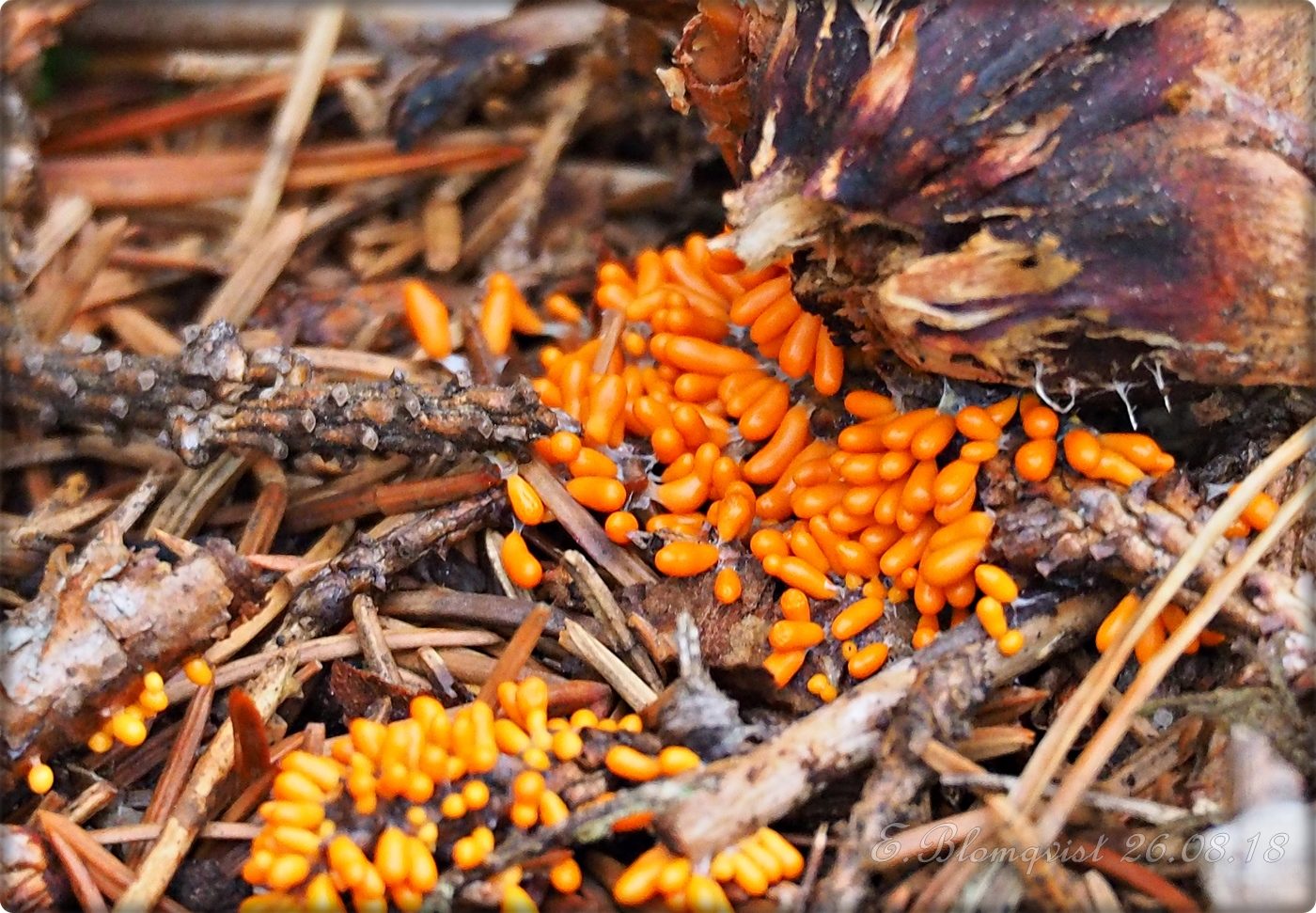 Valokuvaaja: Eila Blomqvist