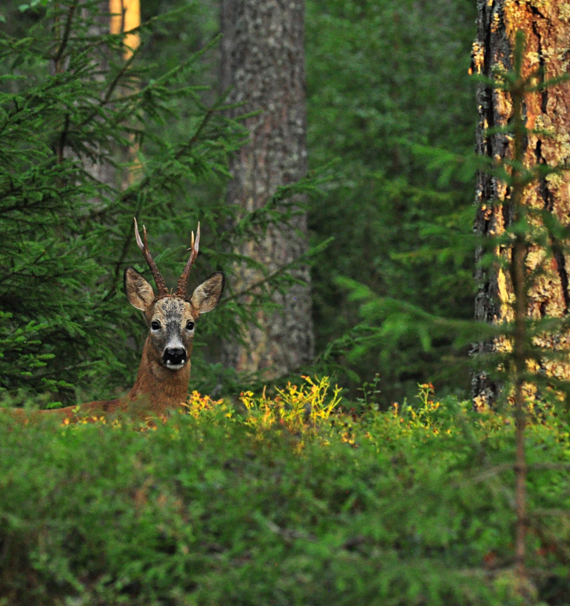 Valokuvaaja: Jenni merilä