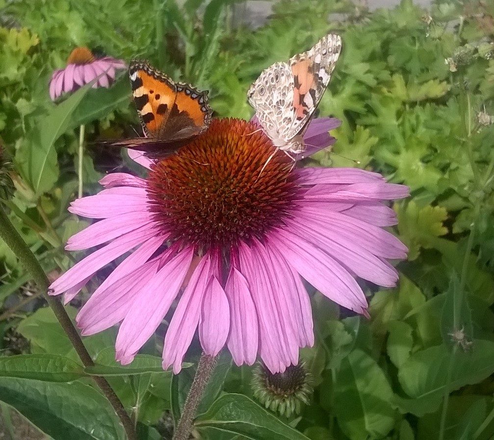 Valokuvaaja: Kirsi Sinimetsä