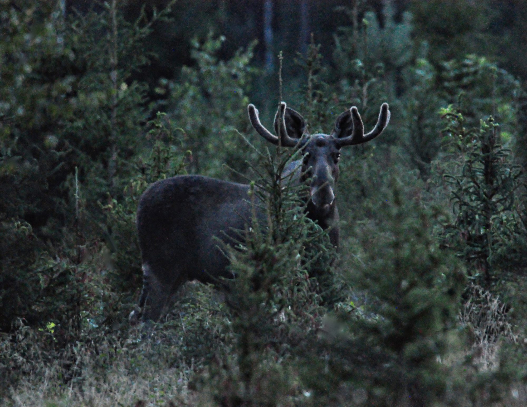 Valokuvaaja: Jenni Merilä
