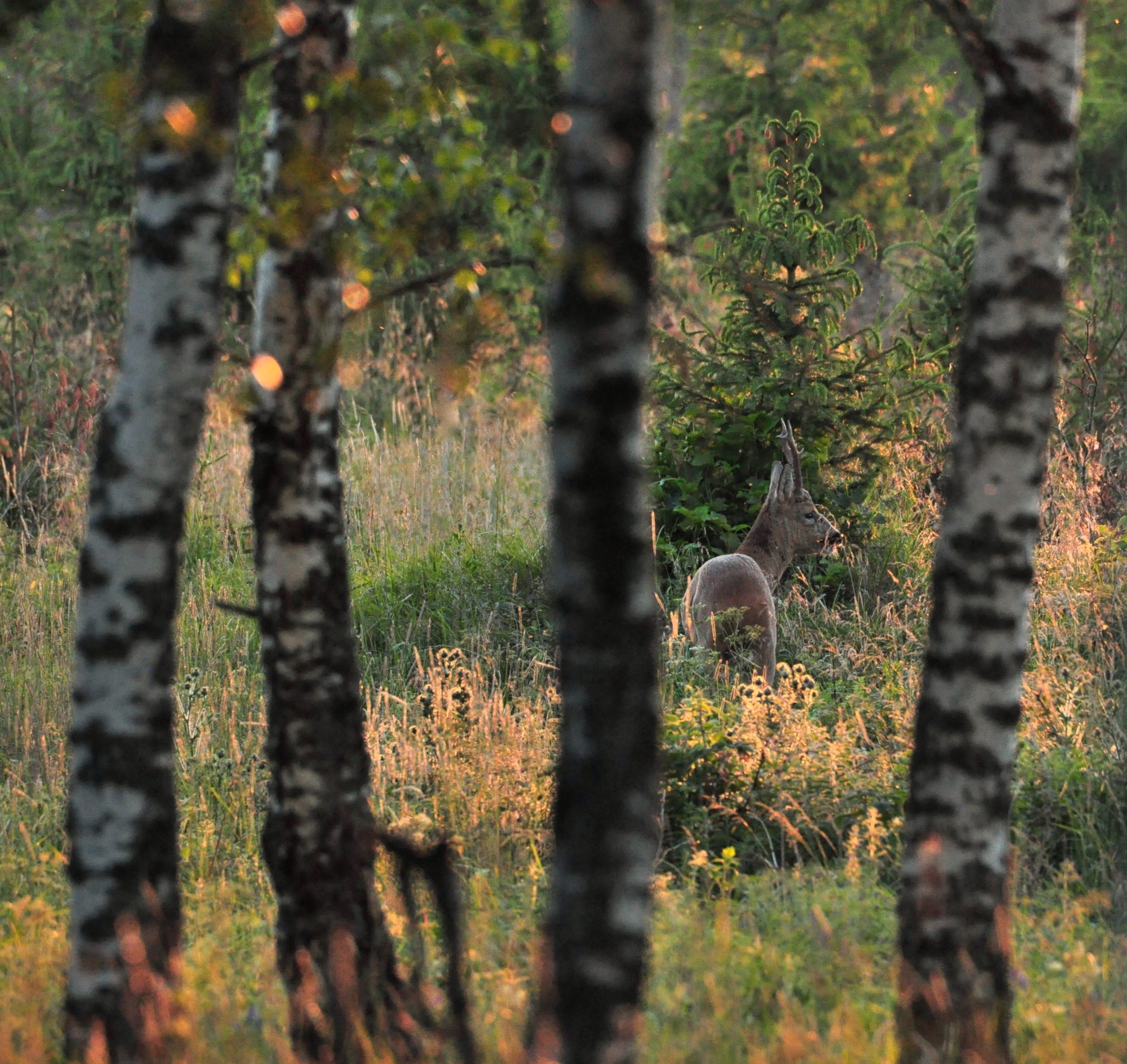 Valokuvaaja: Jenni Merilä