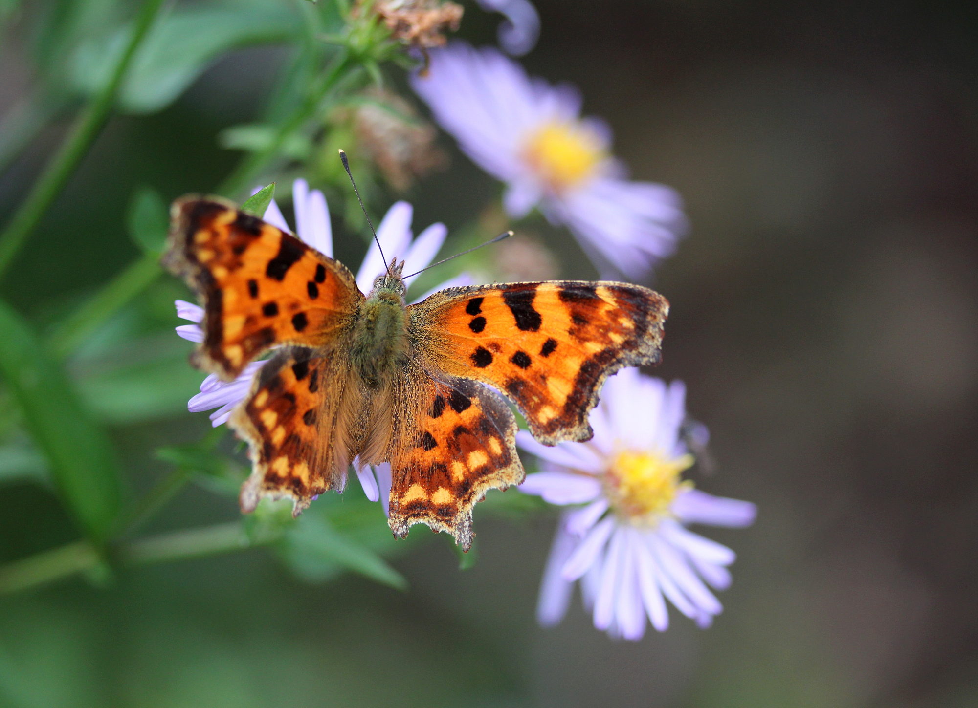 Valokuvaaja: sirpa Jyske
