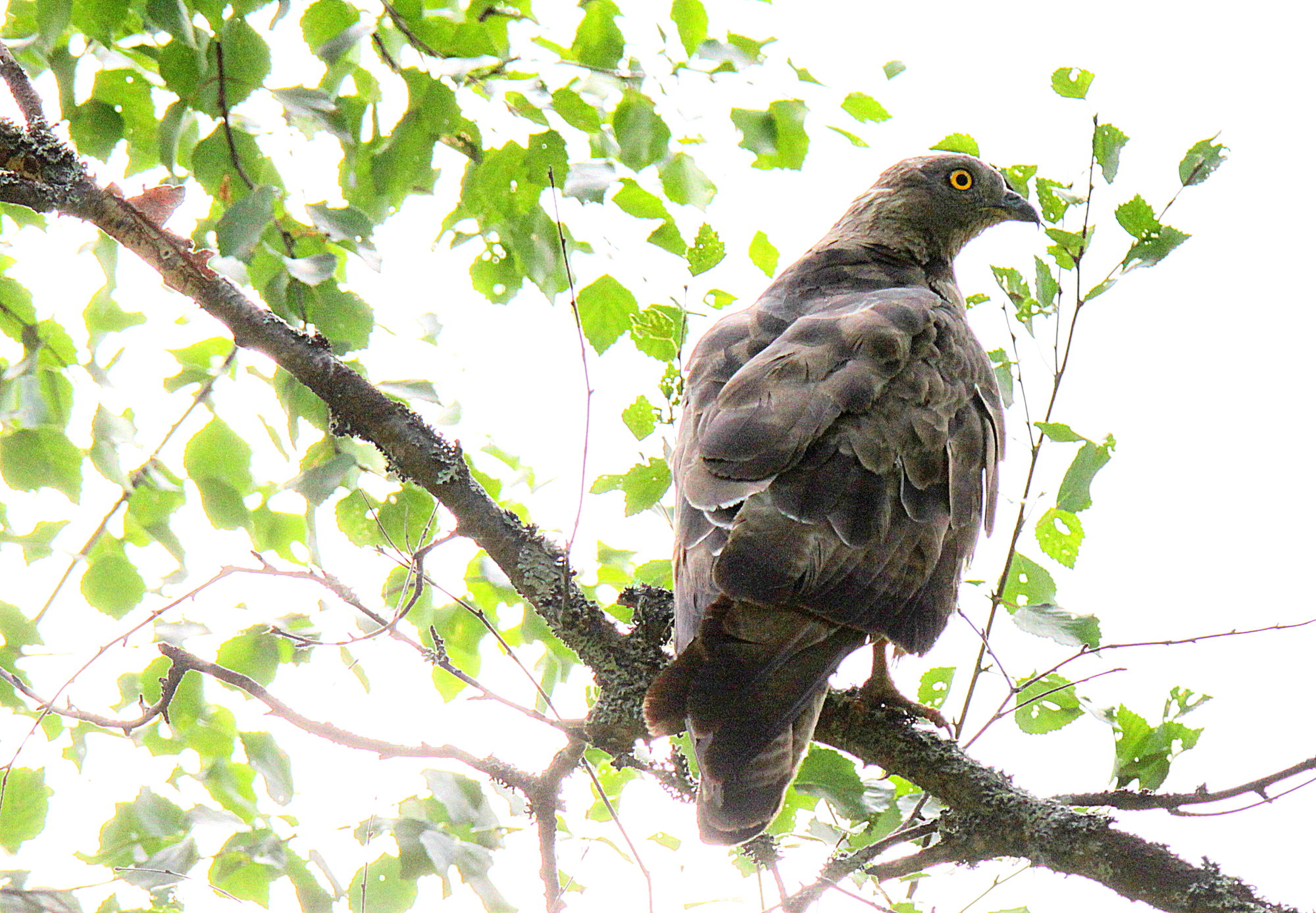 Valokuvaaja: sirpa jyske
