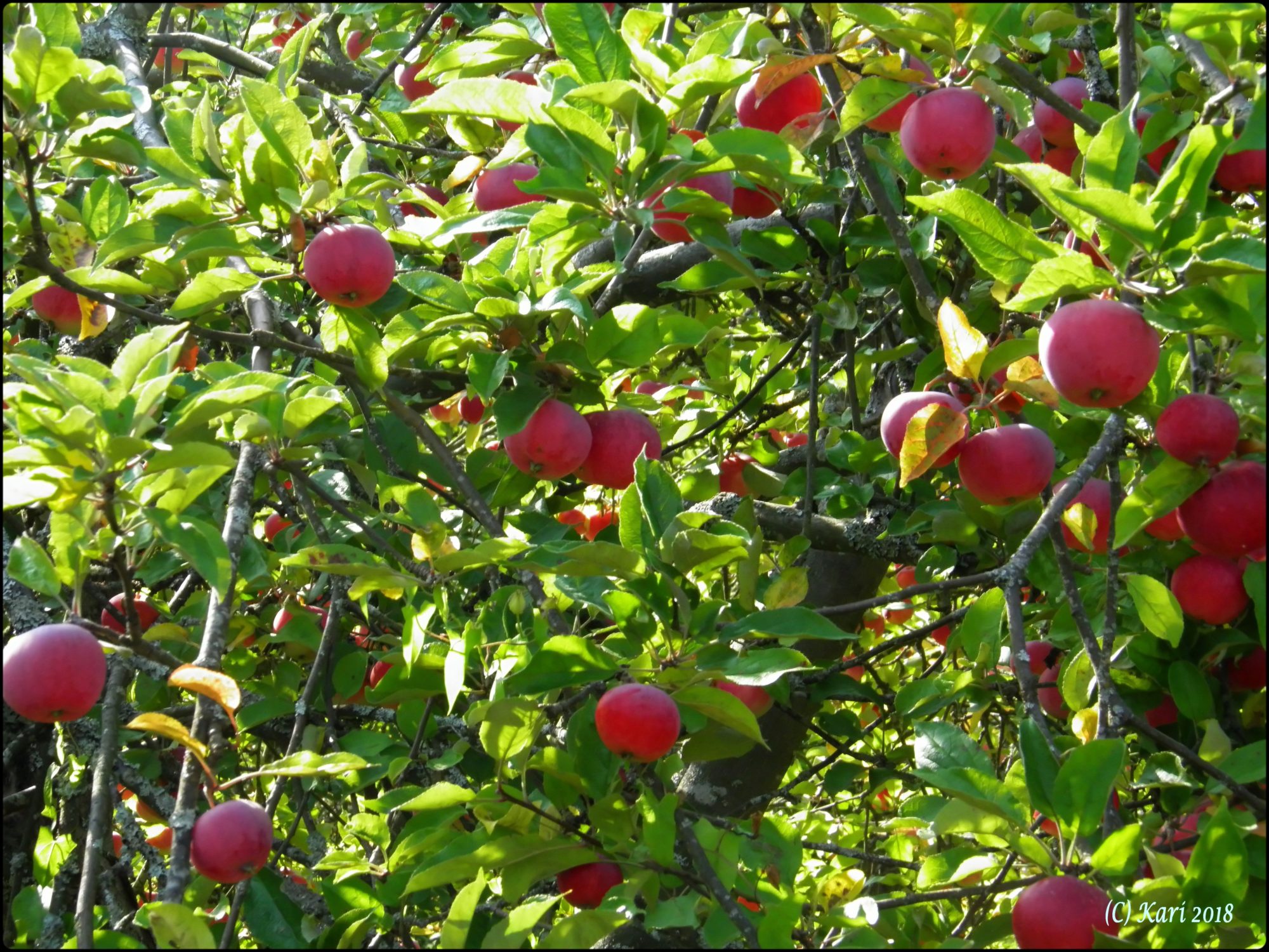 Valokuvaaja: Kari Saarinen
