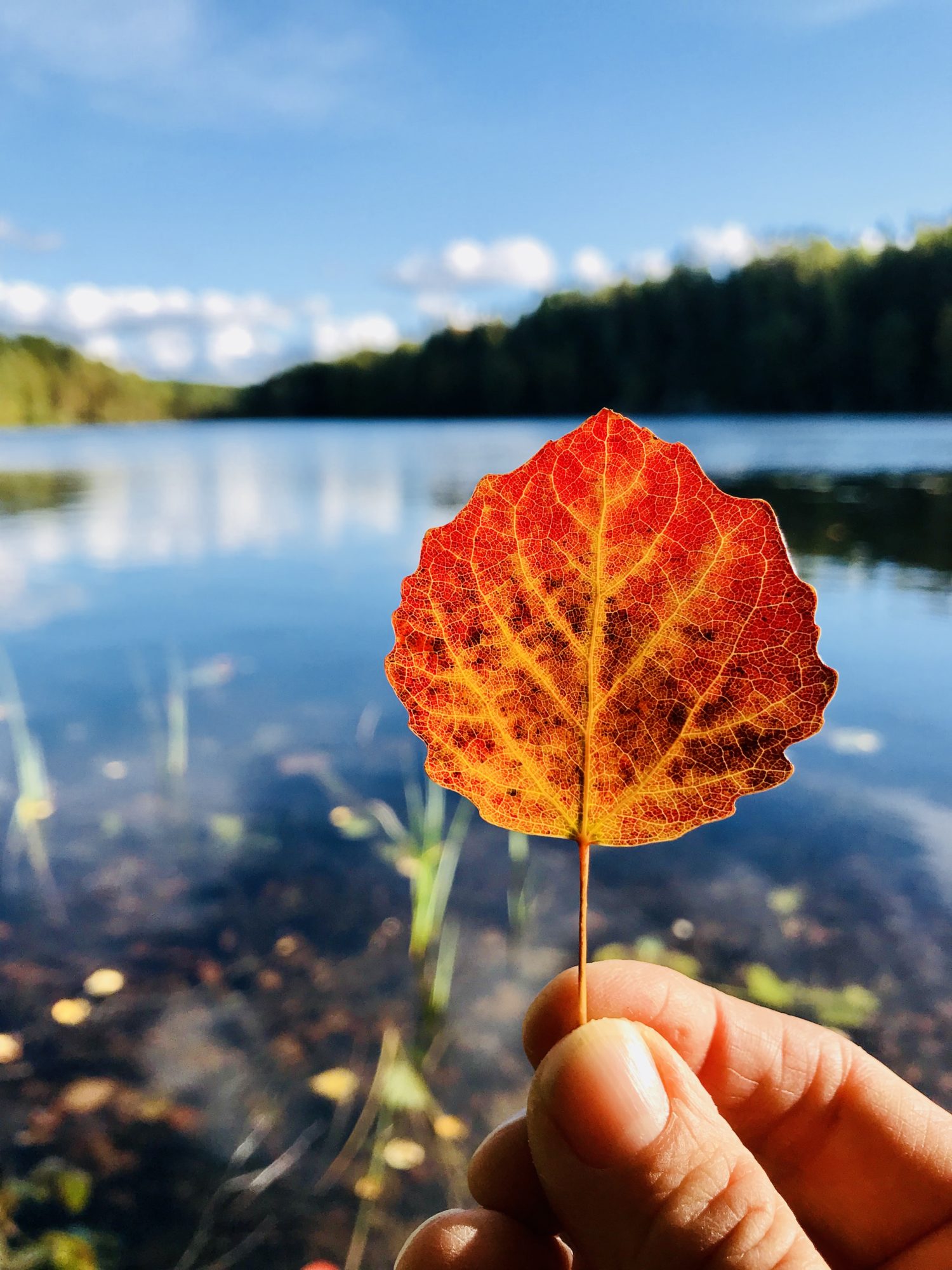 Valokuvaaja: Anne Patana Valokuvaaja: Anne Patana